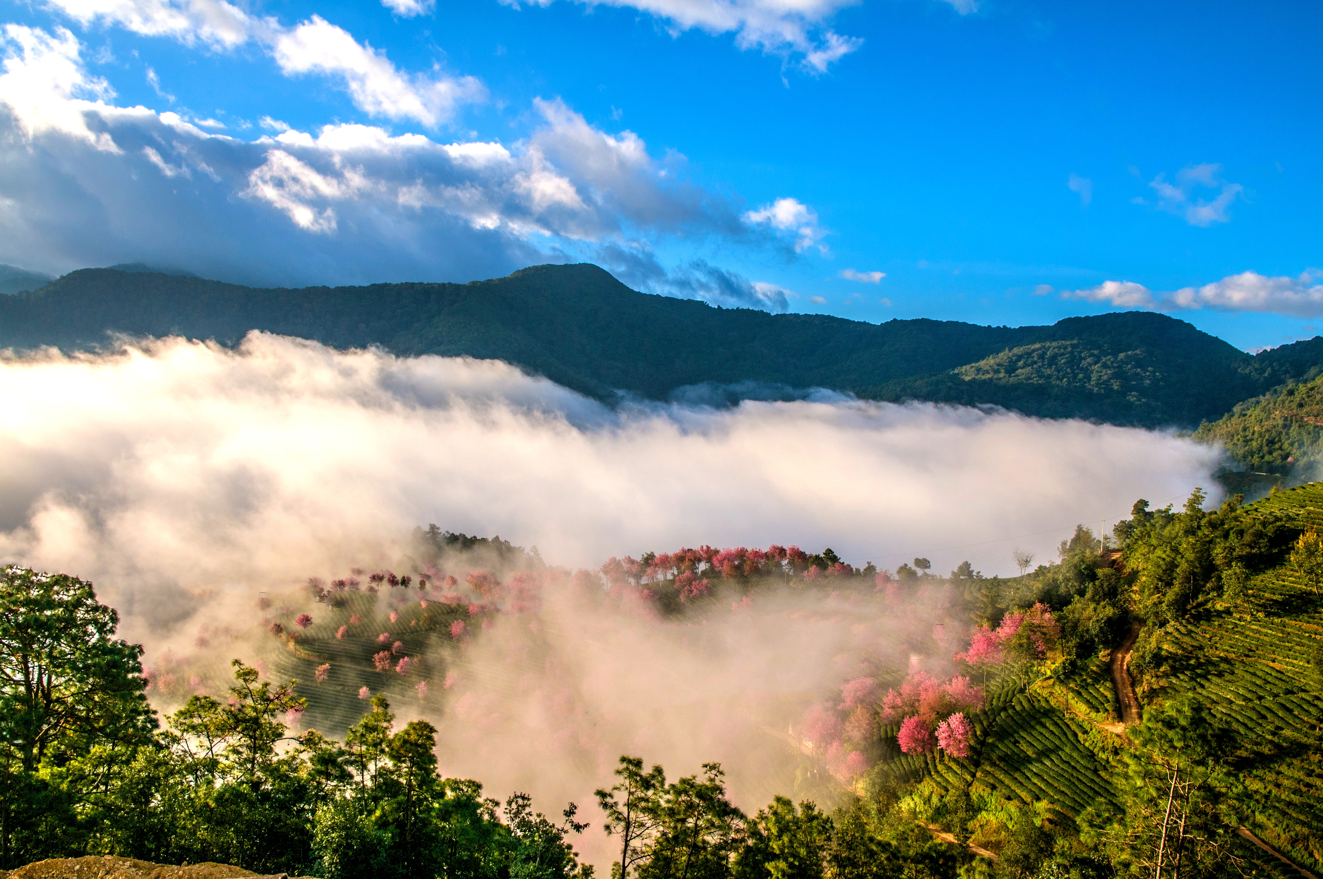 南涧樱花谷.层层绿色的茶山,点缀着粉红的冬樱花.