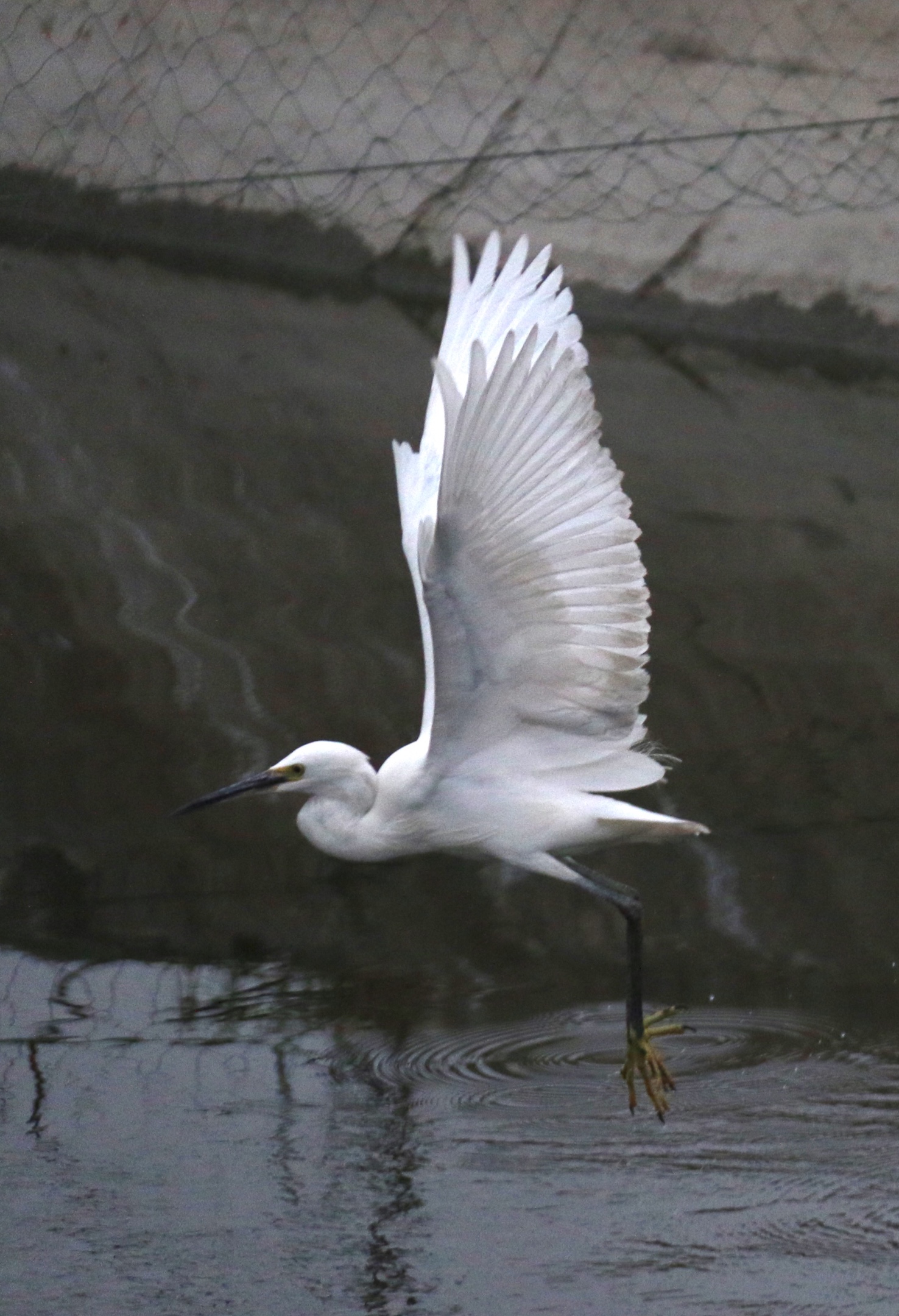 "白鹭是一首精巧的诗. 色素的配合,身段的大小,一切都很适宜.