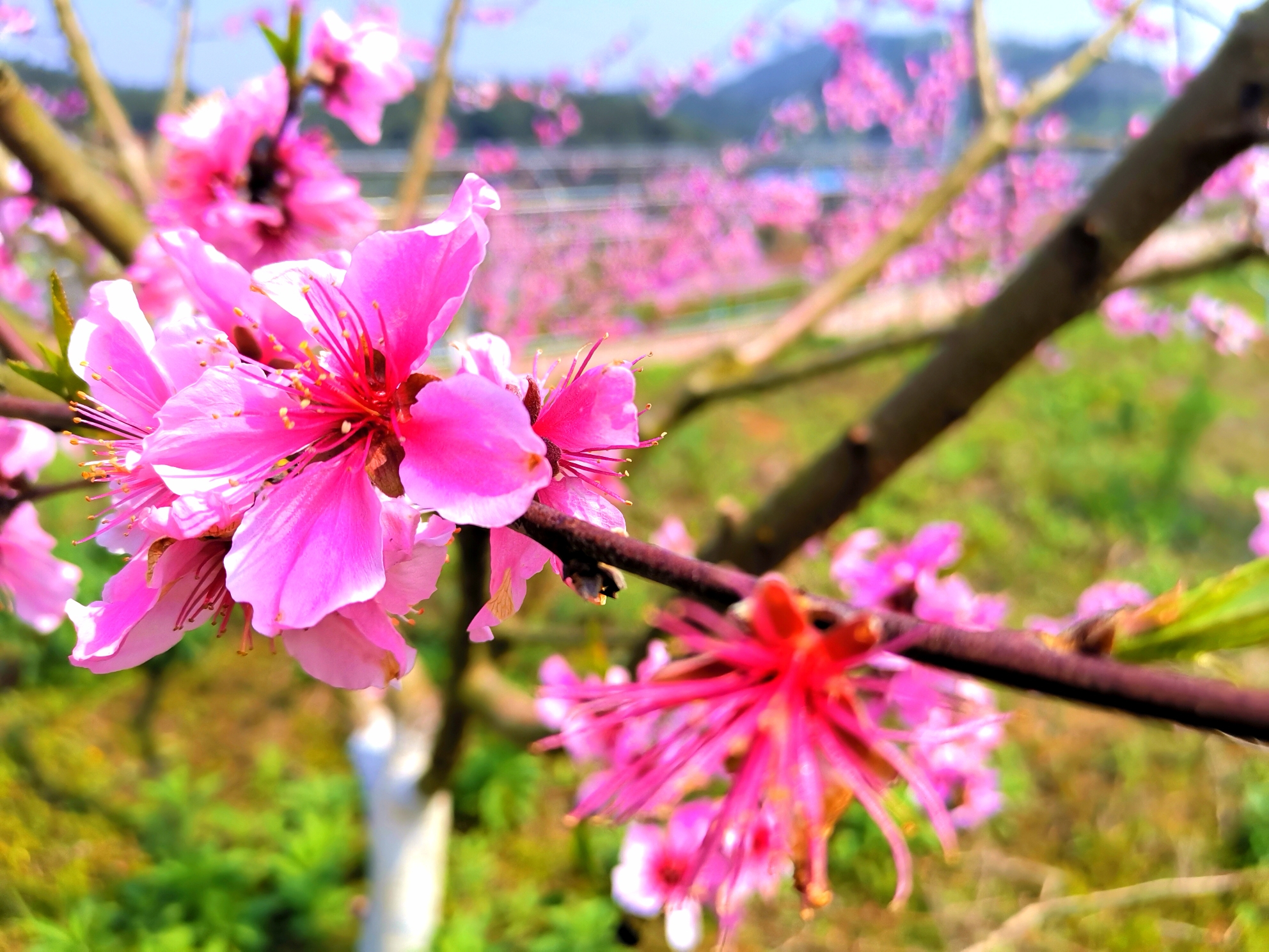 春风杨柳桃花图片图片