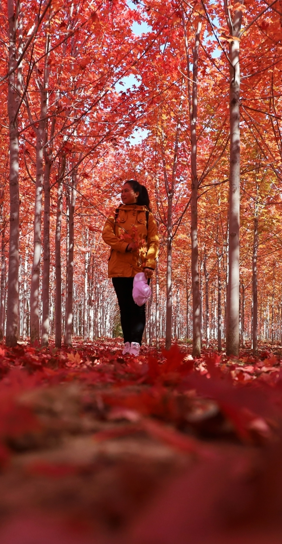 赏章党加拿大枫树美景