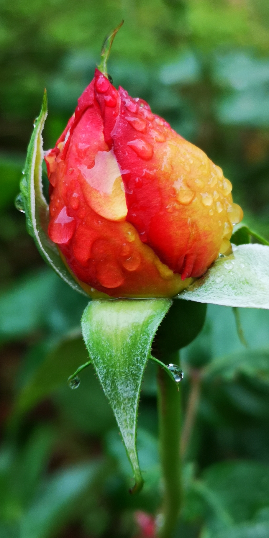 《春天美》雨后的月季花更美