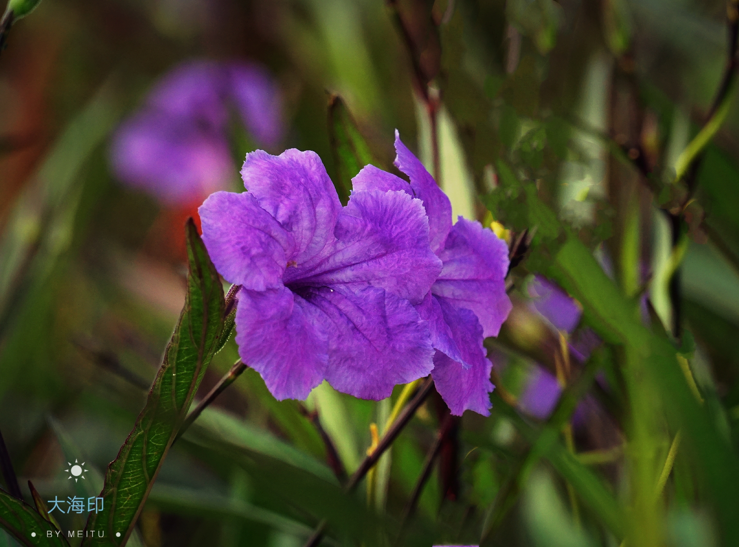 花精灵翠芦莉首发