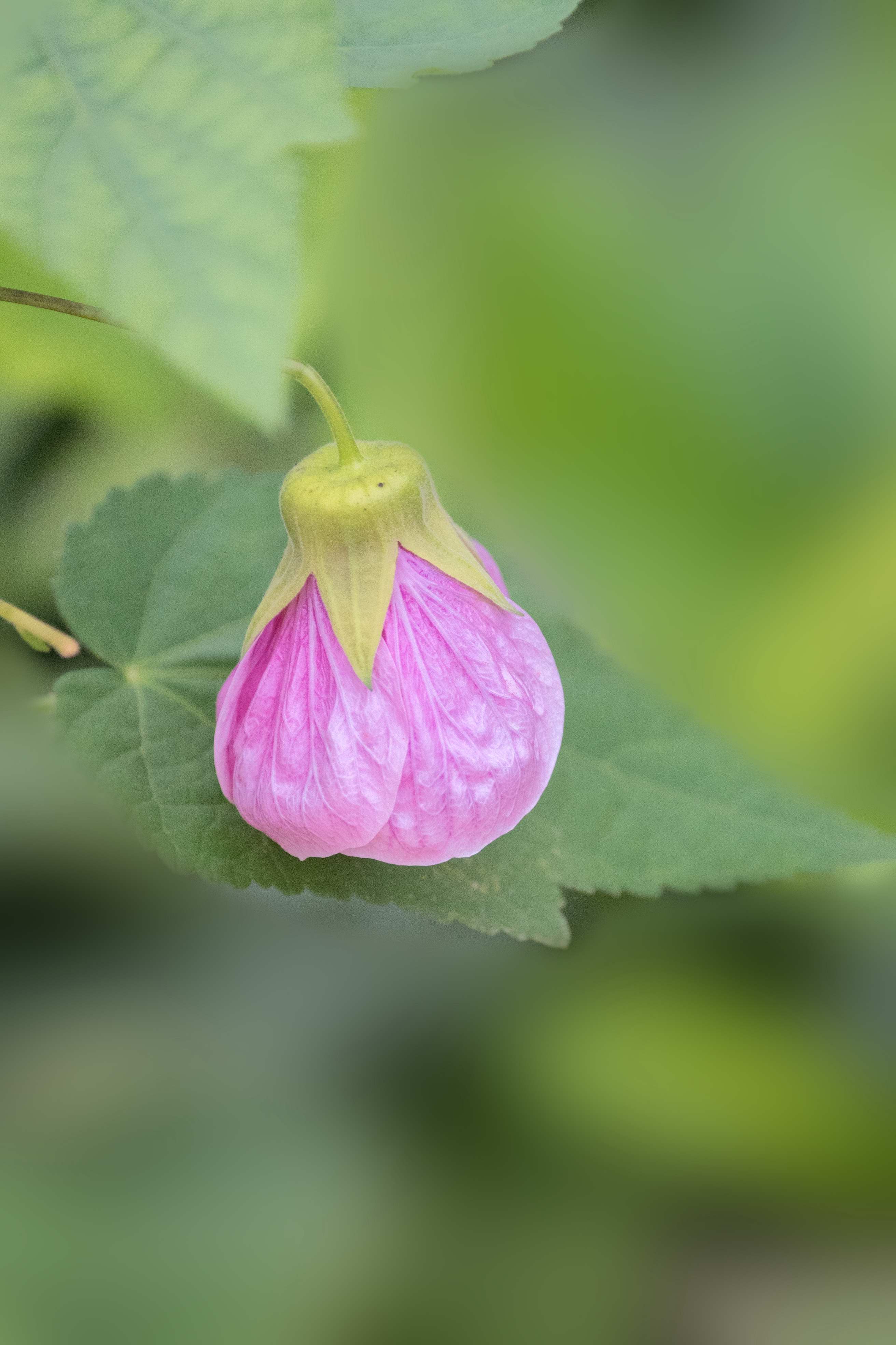 花似风铃美丽茼蔴