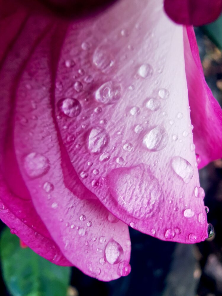 晶莹的露水映着初升的朝阳,像玻璃珠子似的,一闪一闪地在树梢和花瓣中
