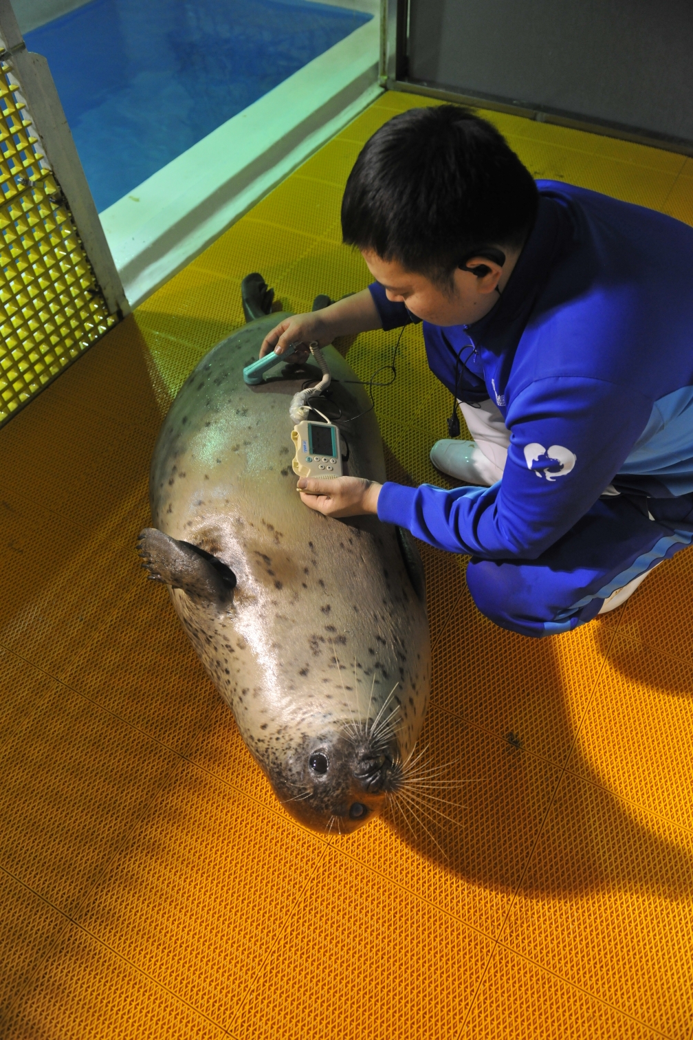 二月初小海豹已经顺利出生,马上就满月了