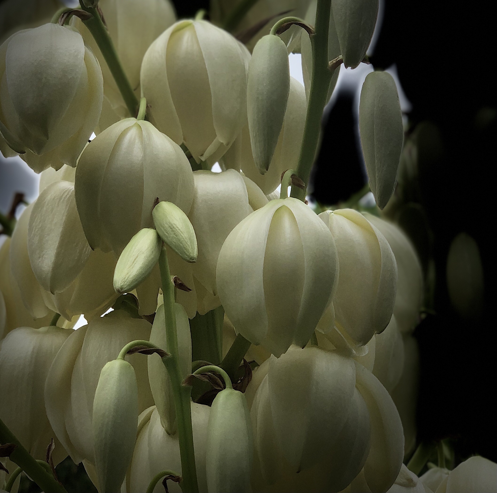 原创首发专情的丝兰花