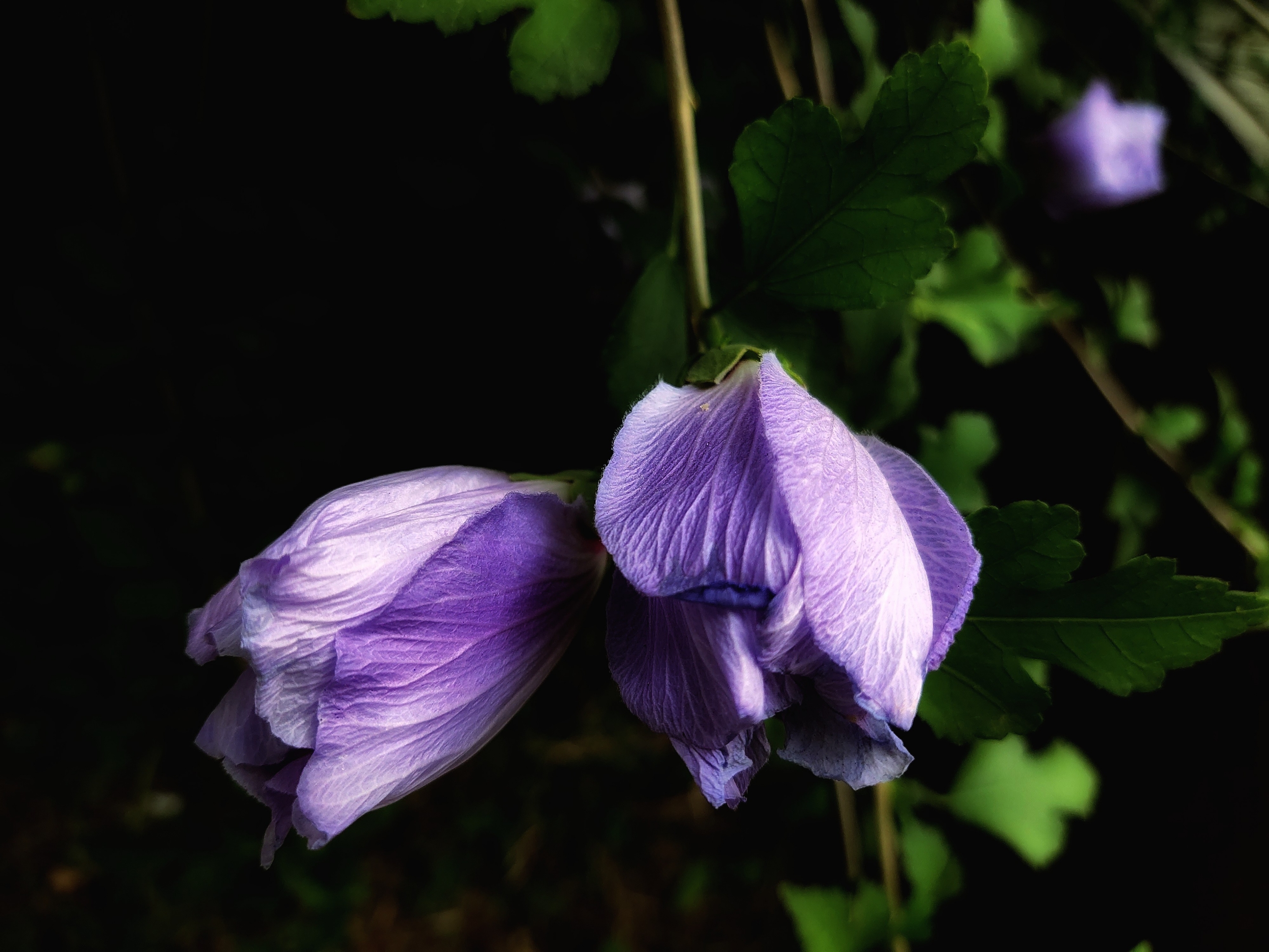 首发秋日木槿花