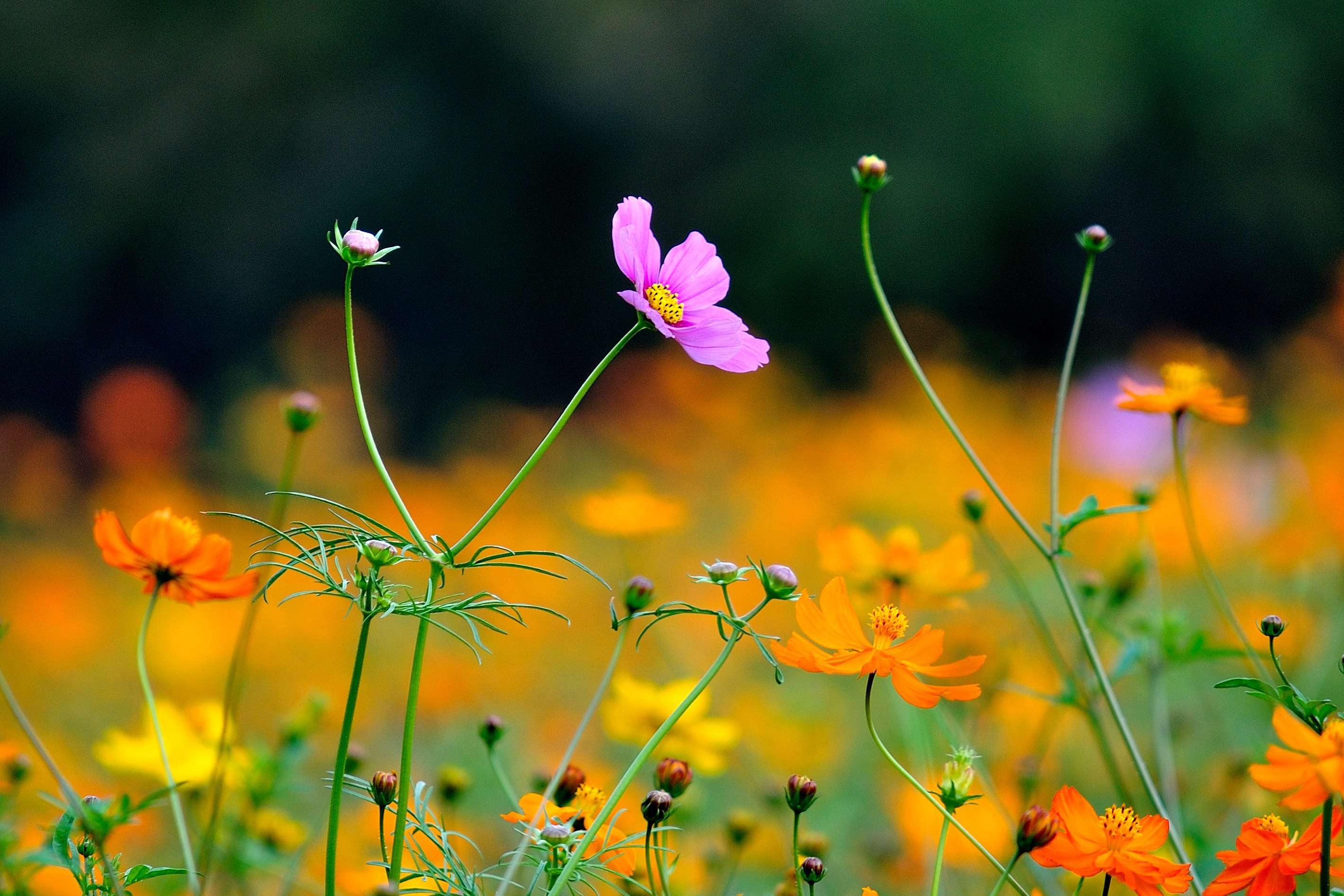 春拂小花开(首发)