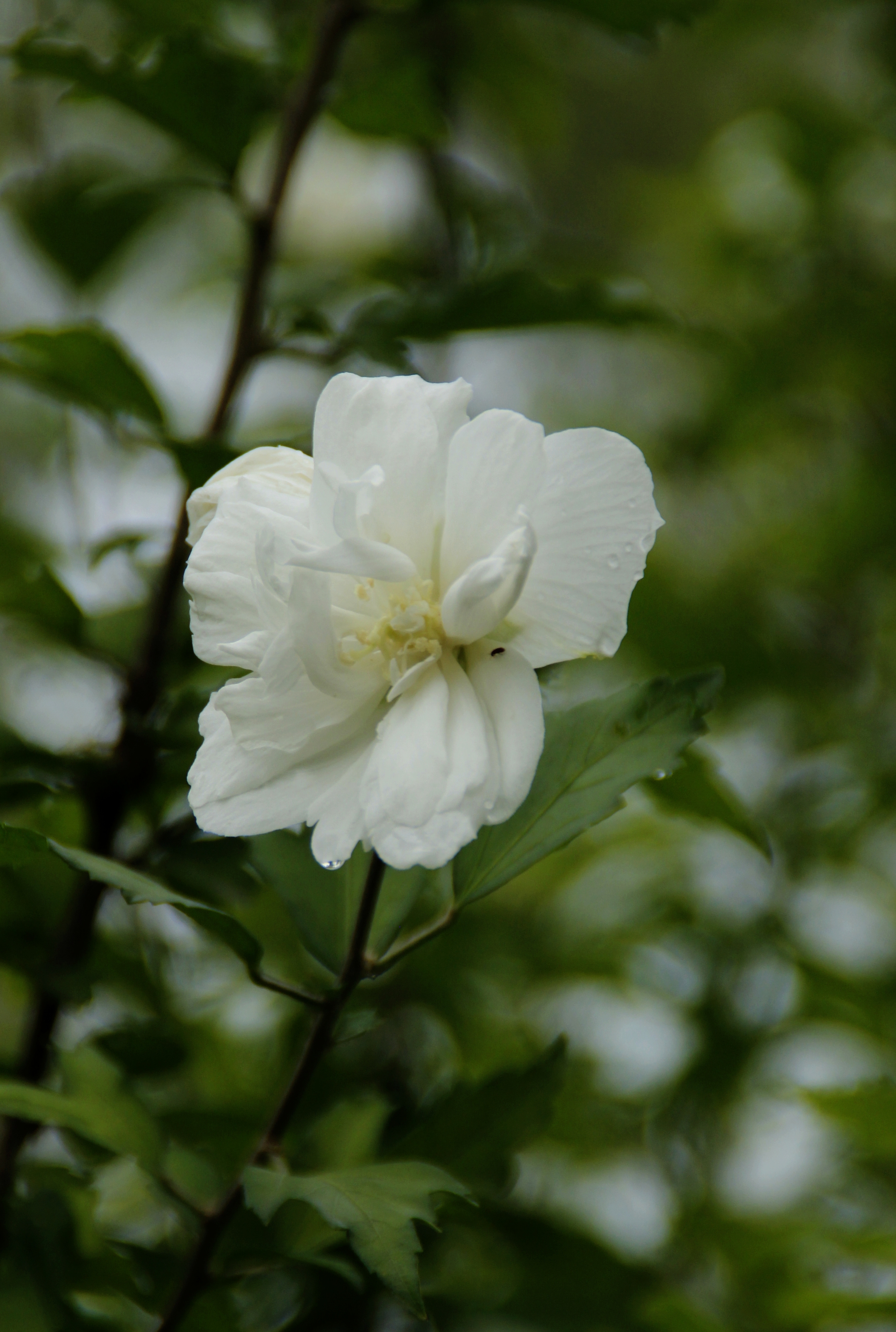 首發白色木槿花