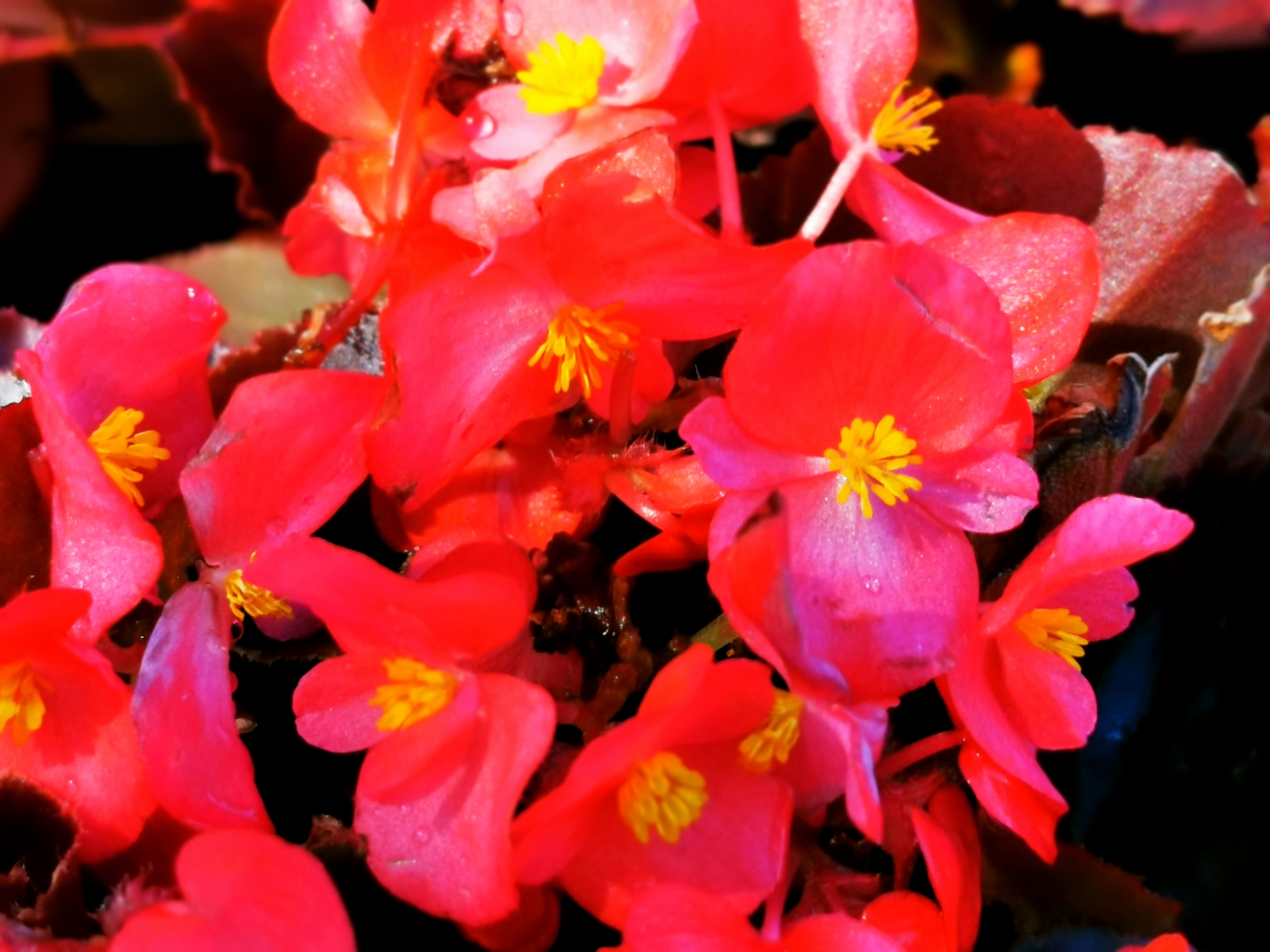 首发四季秋海棠玻璃翠