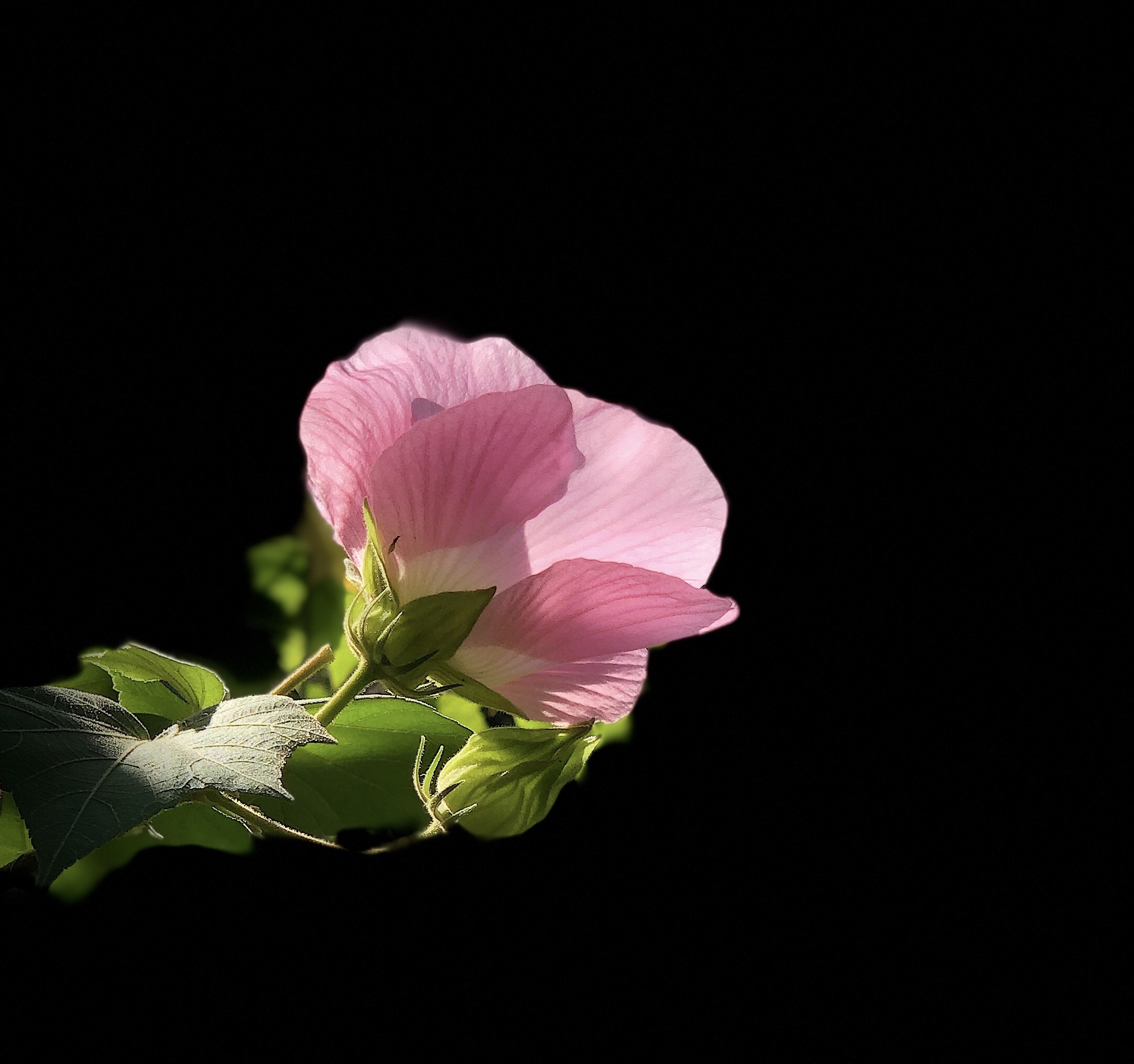 原创首发单瓣芙蓉花