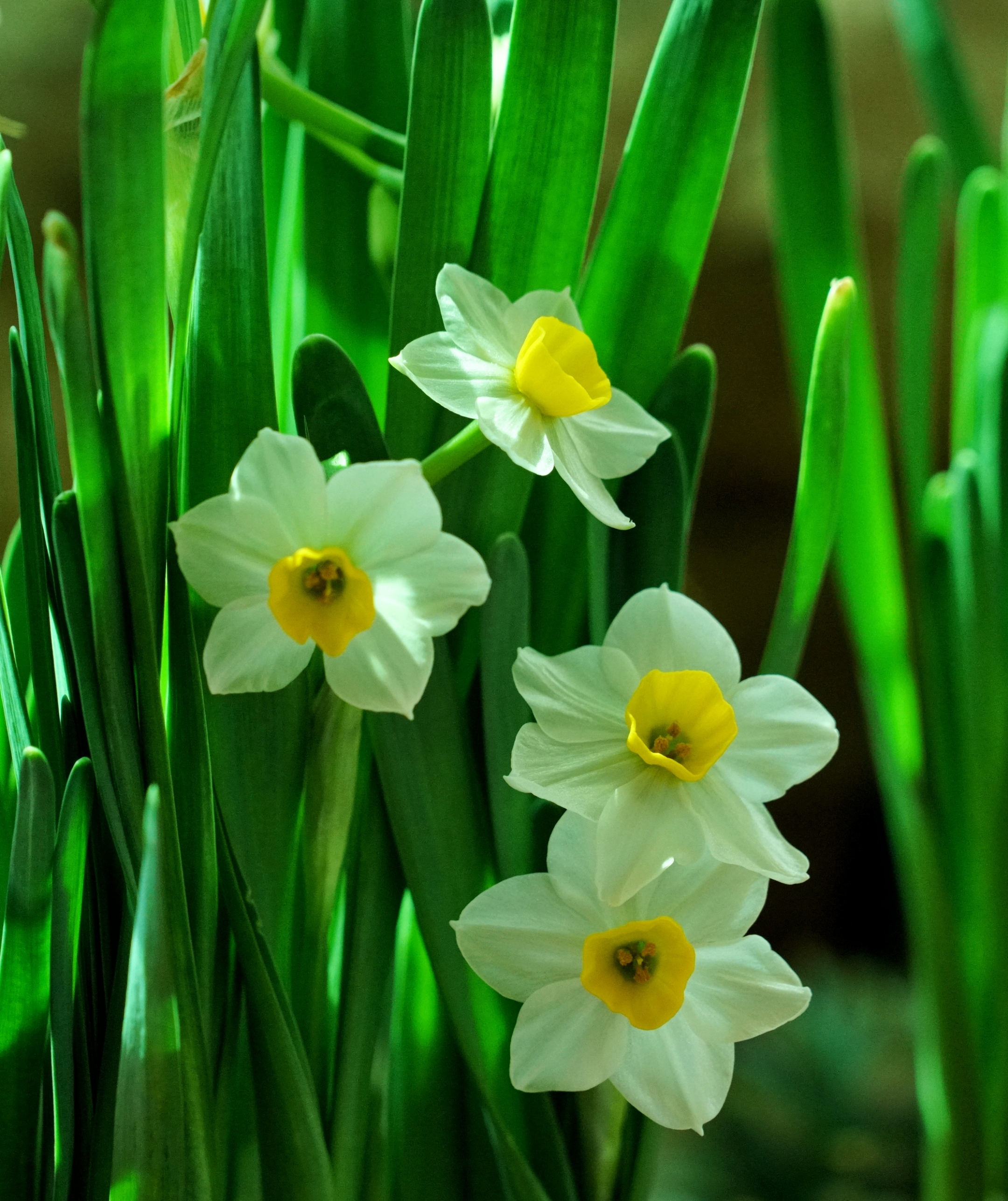《水仙花》 ——宋 刘克庄 岁华摇落物萧然, 一种清风绝可怜.