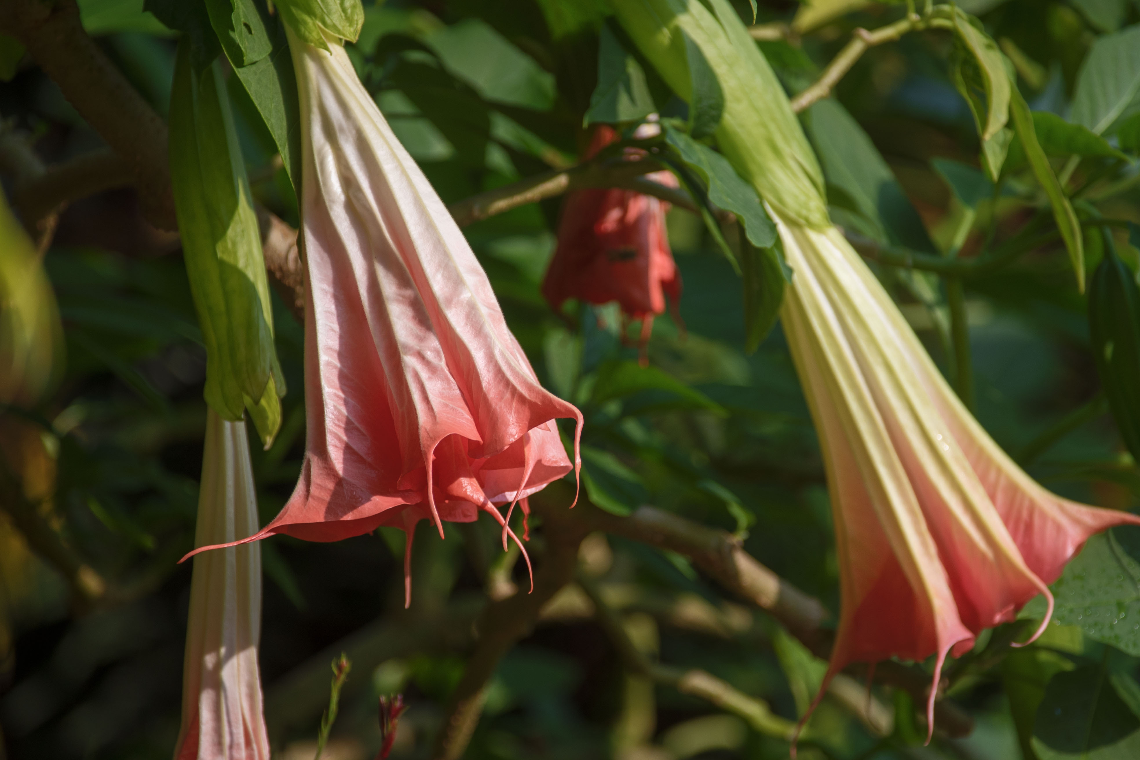 秋天里舞动的裙摆-曼陀罗花(首发)