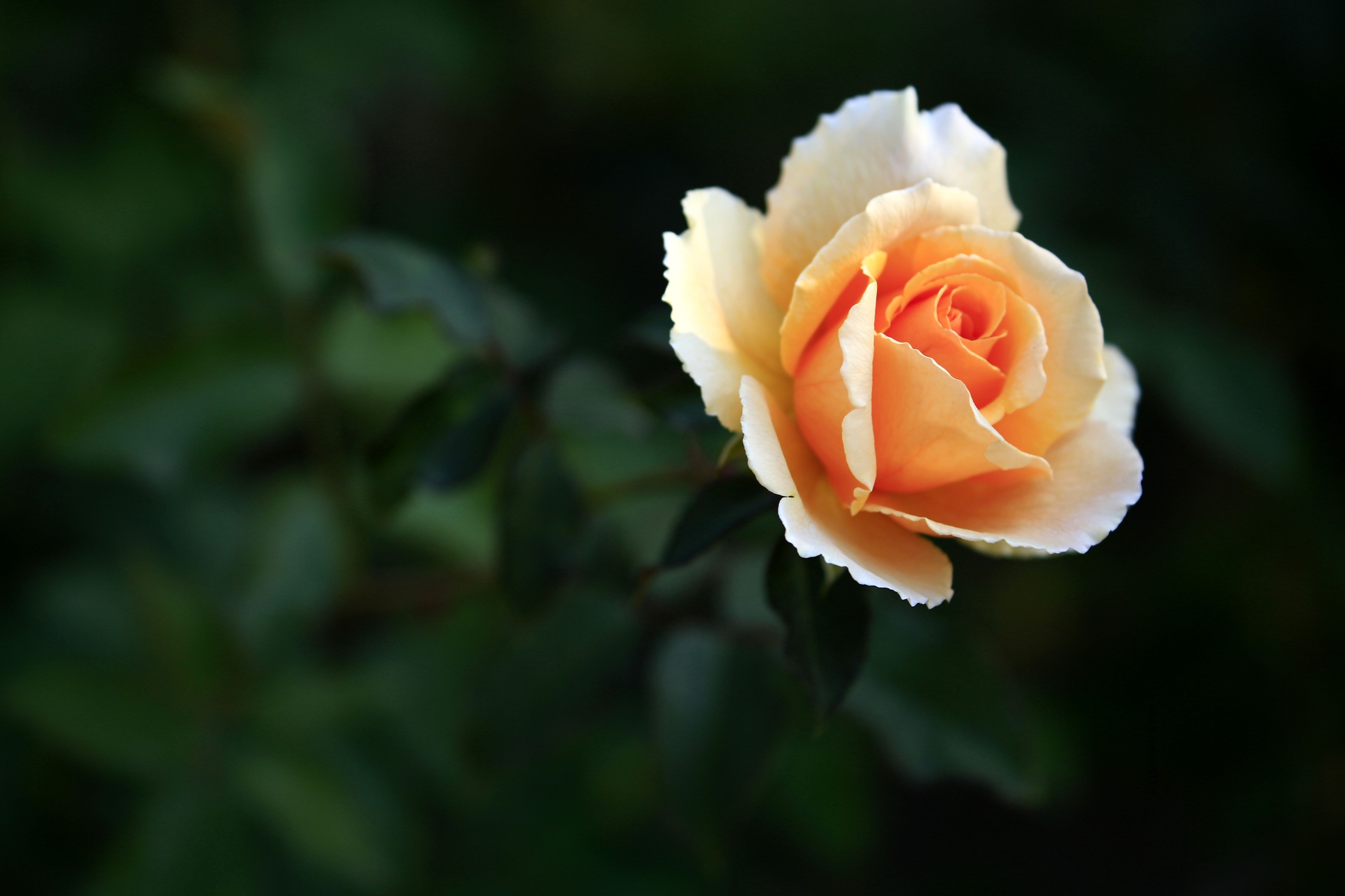 【首发】花卉的彩色世界(36)