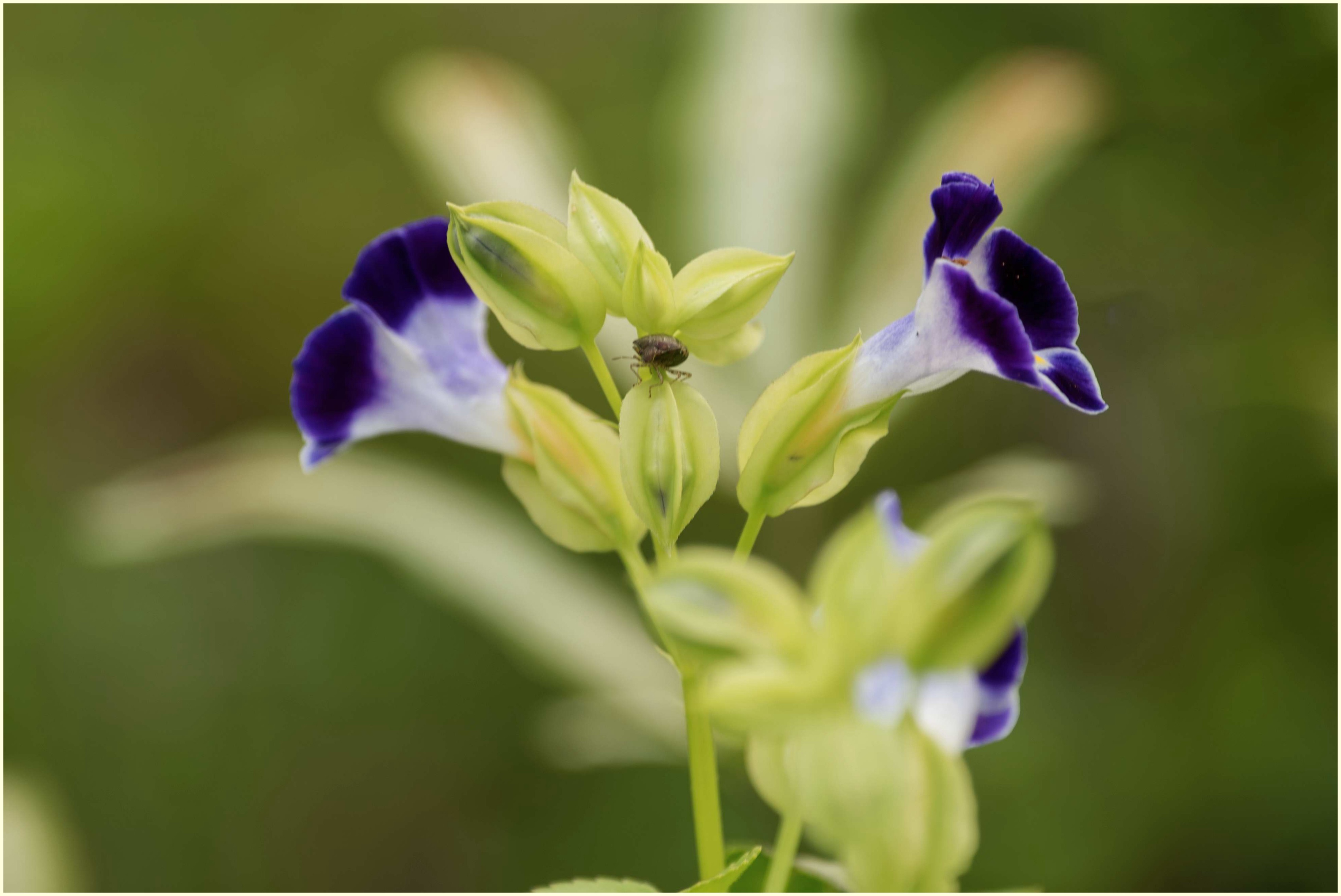 娇俏可爱夏堇花
