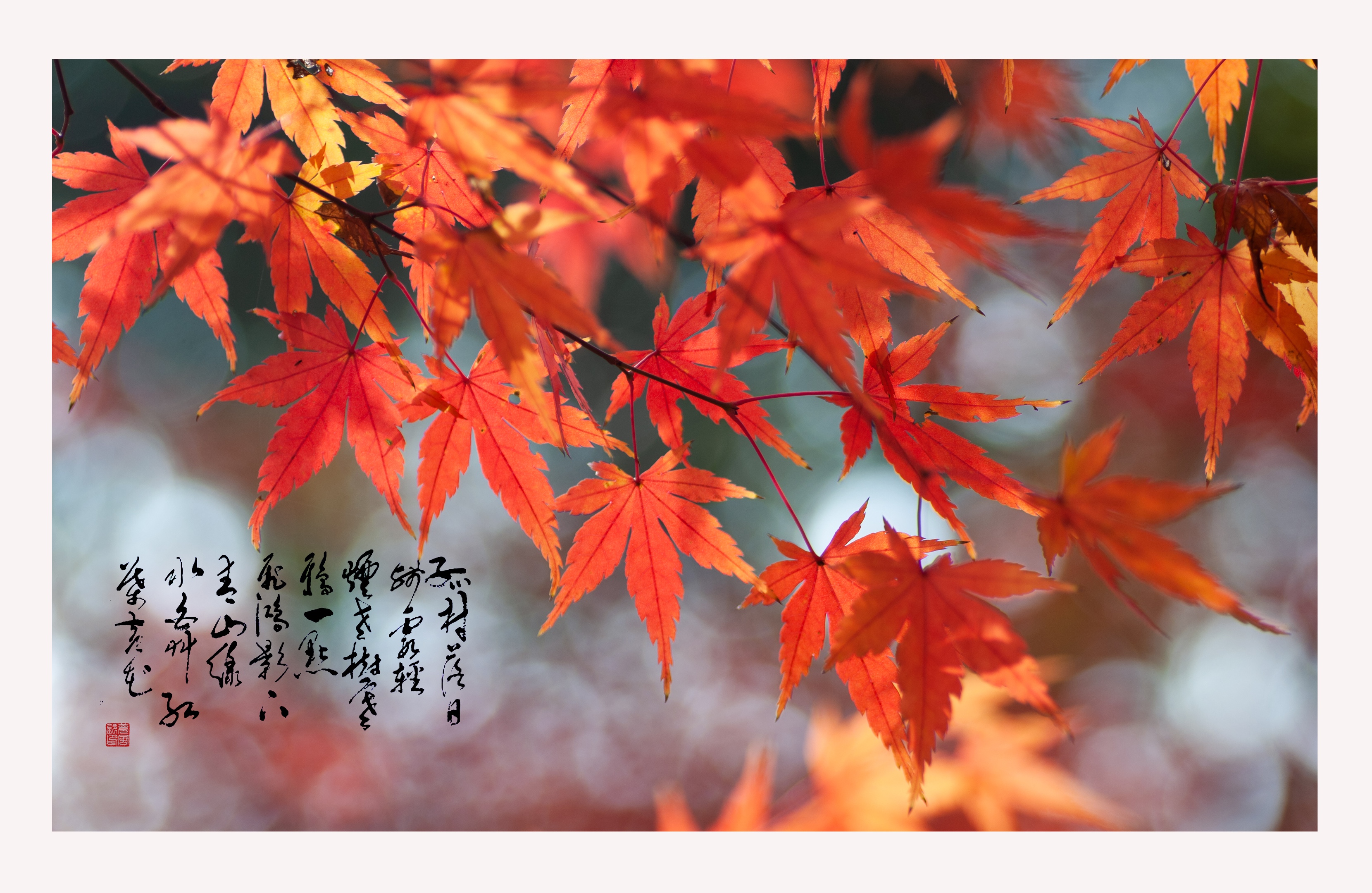 独舞的枫叶首发