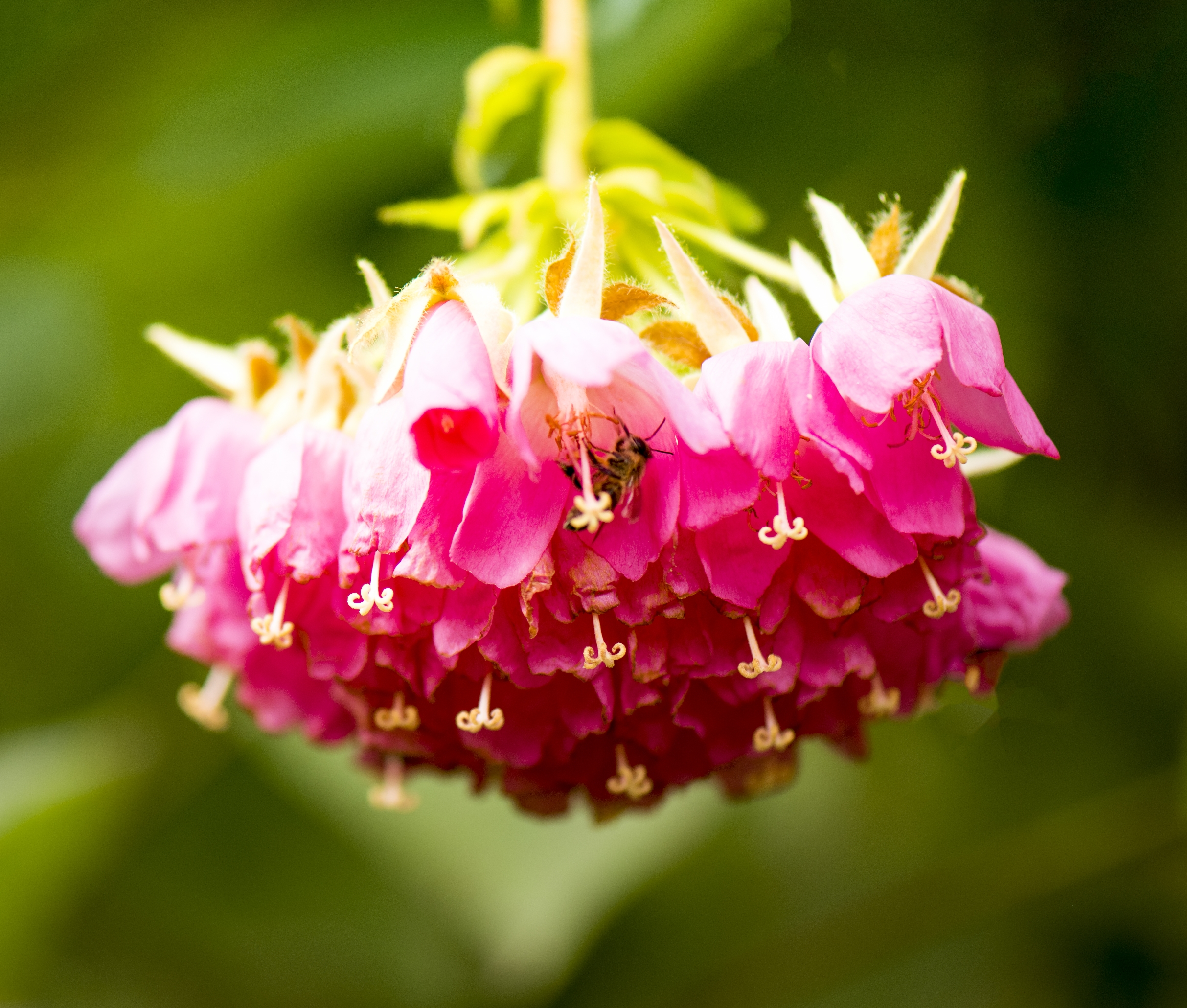 非洲芙蓉花【首发】