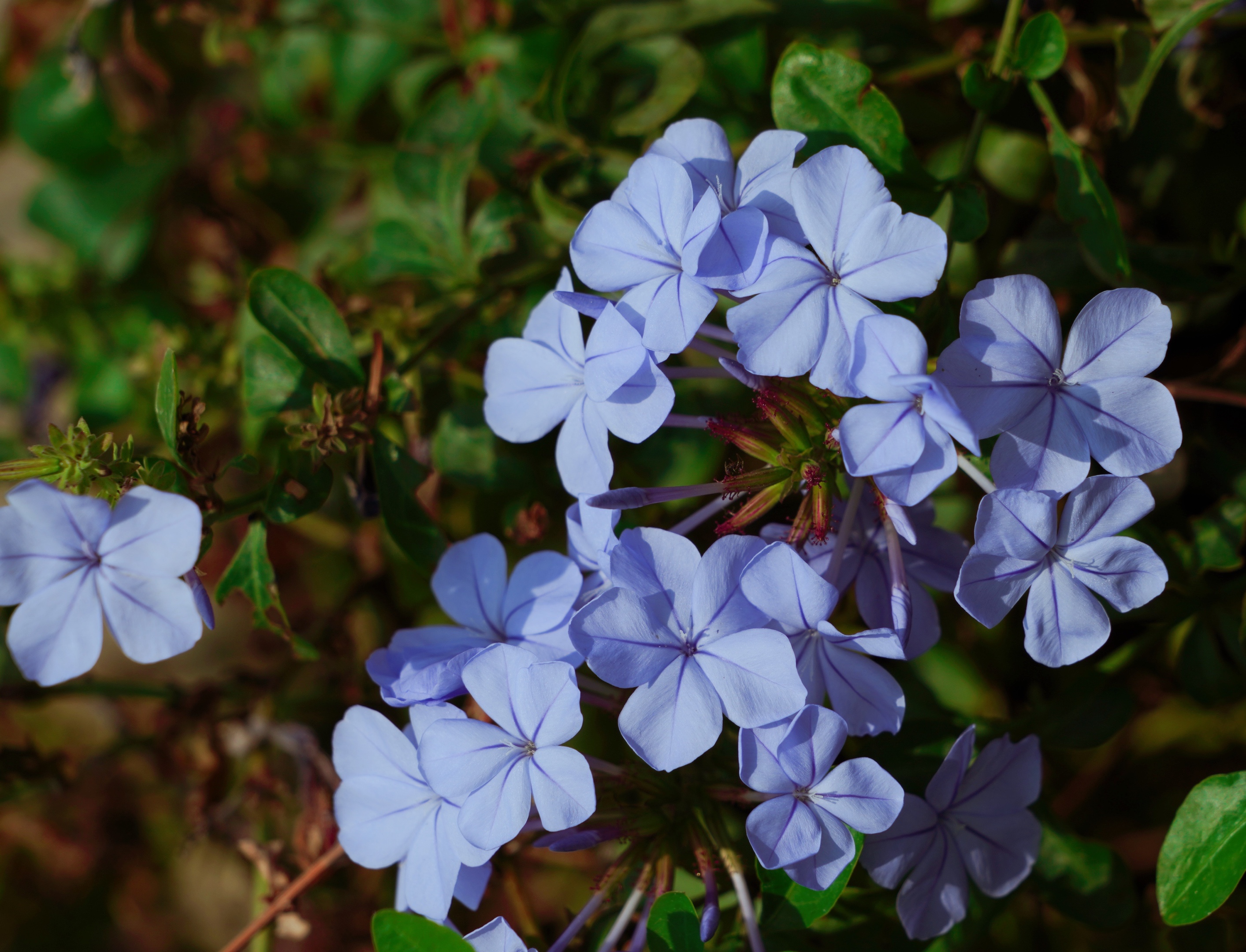 原创首发蓝丹花的传说
