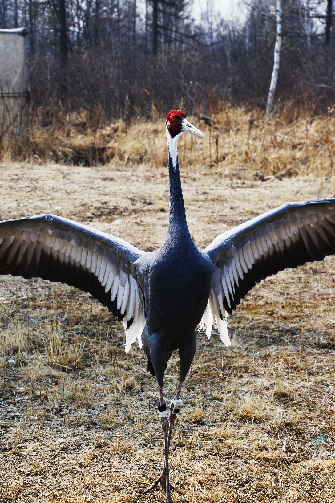 白头鹤,大型涉禽.