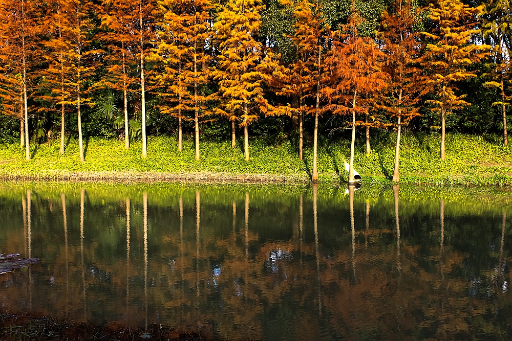 大多数的人不知道,文化公园的这片杉树林,美的令人发指!