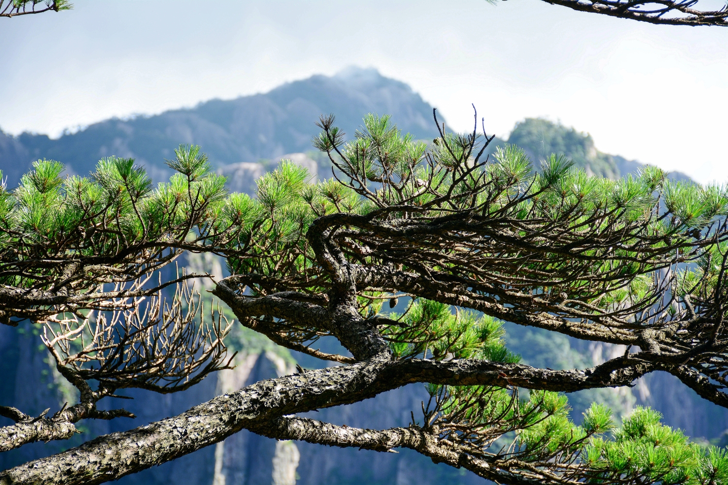 蒲团松,位于莲花溪谷.