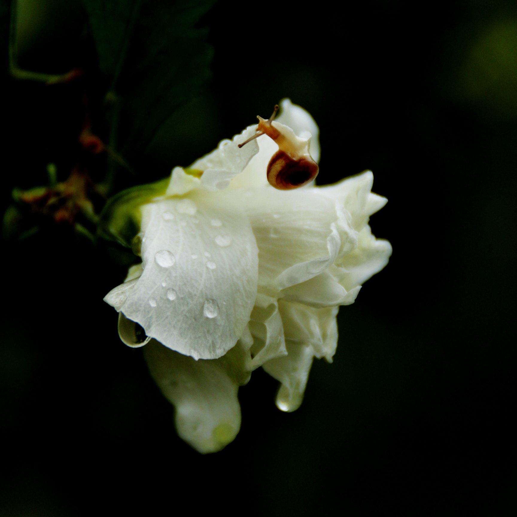 首发白色木槿花