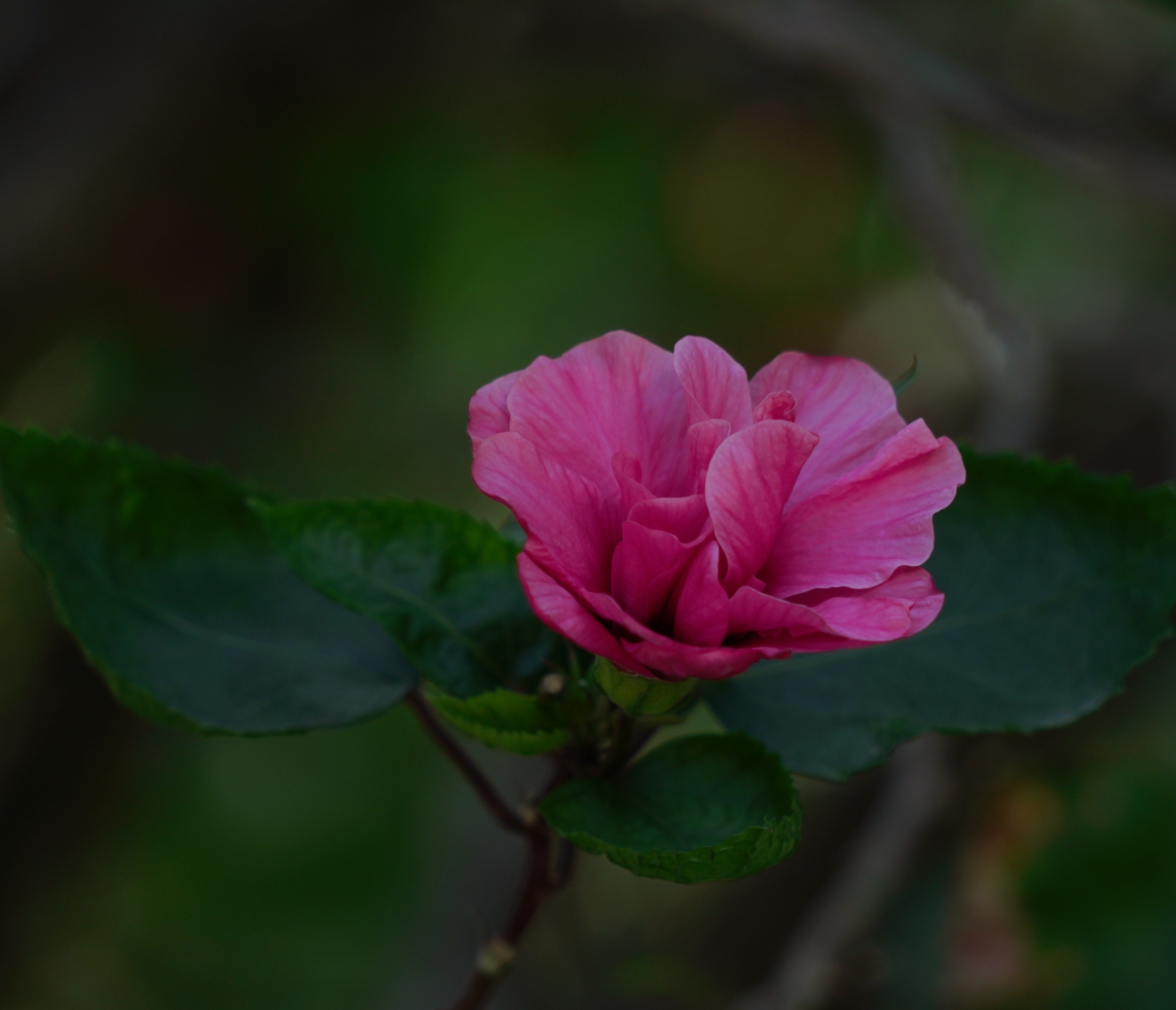 原创首发重瓣扶桑花