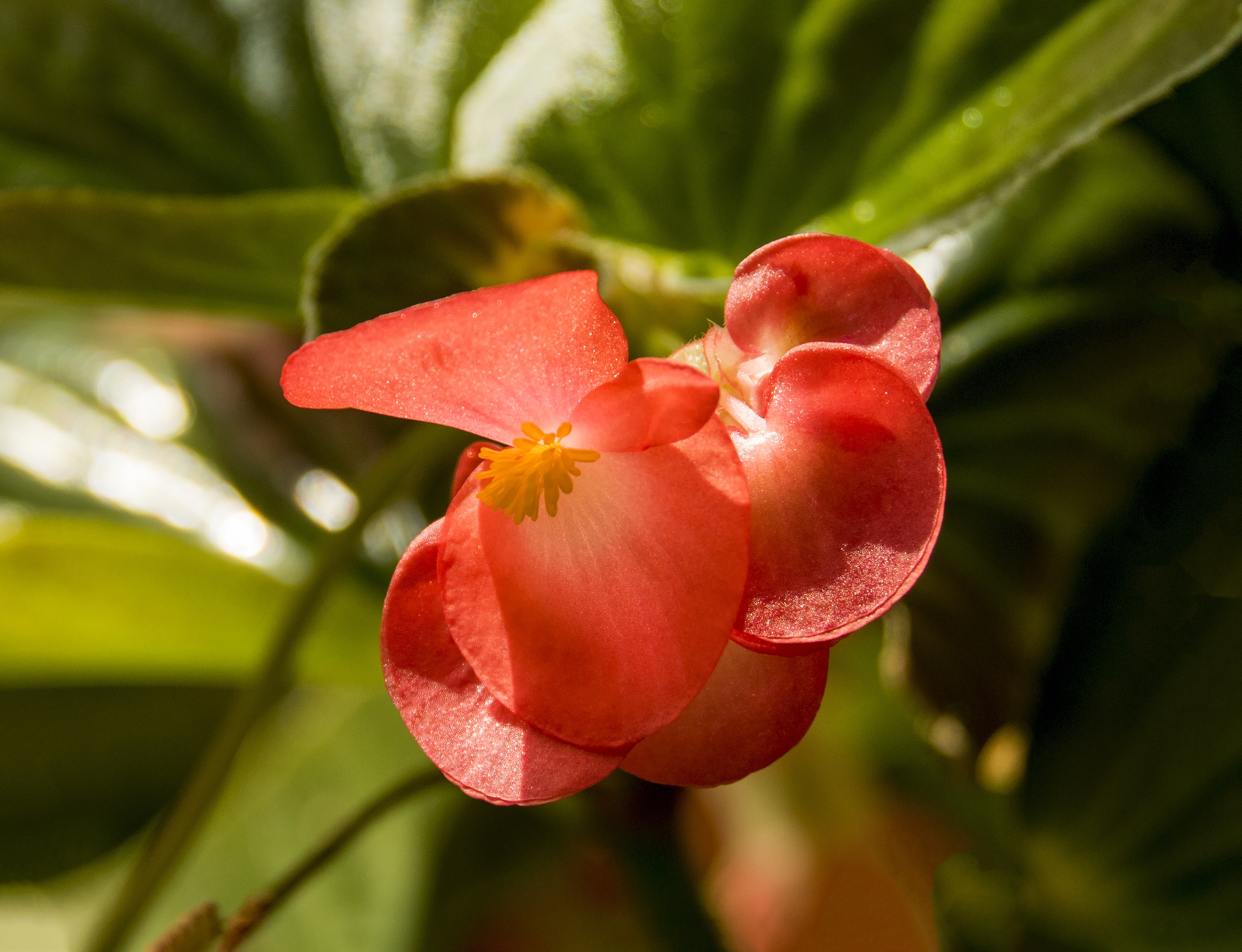 小花秋海棠【首发】