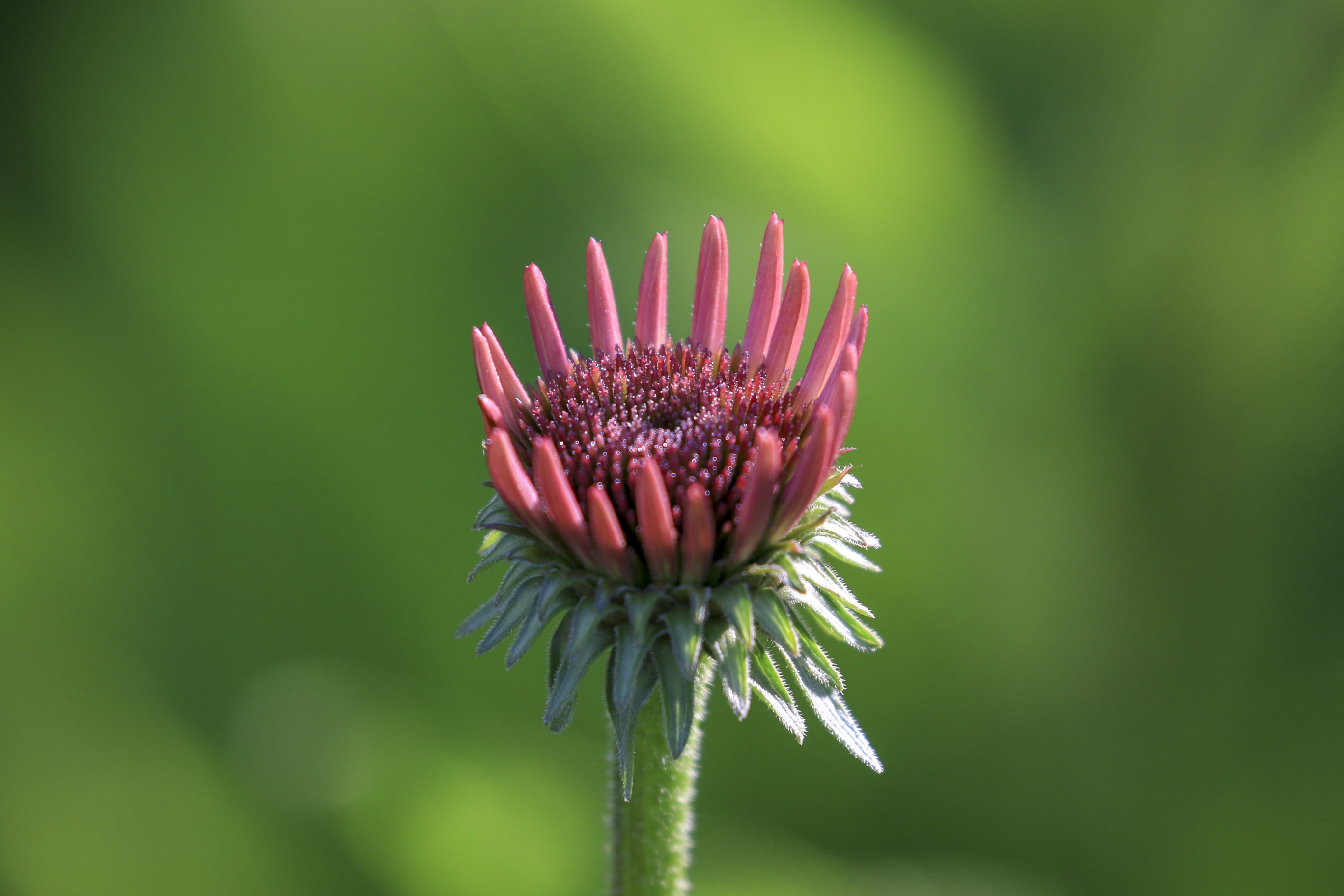 美丽松果菊vv首发