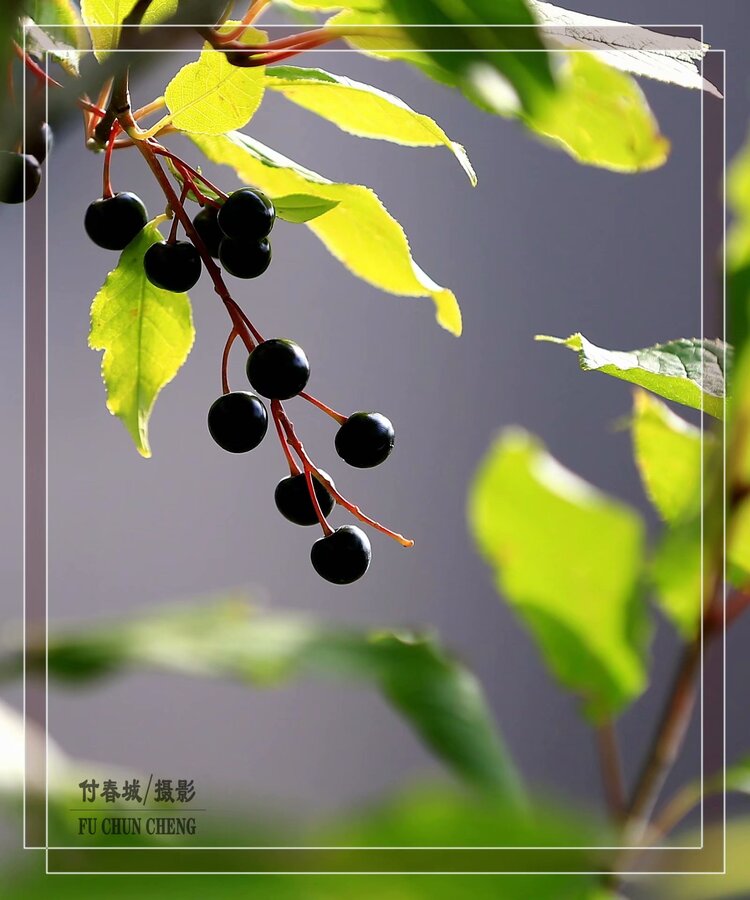 原创首发诱人食欲的稠李子