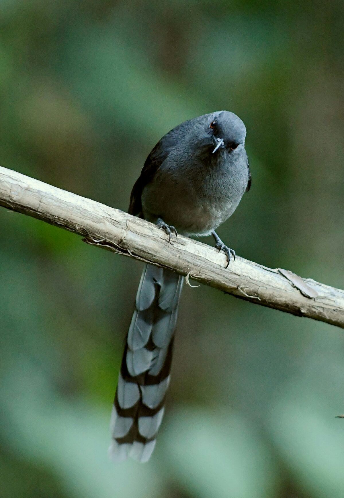 行摄云南拍鸟之旅七美鹛篇首发