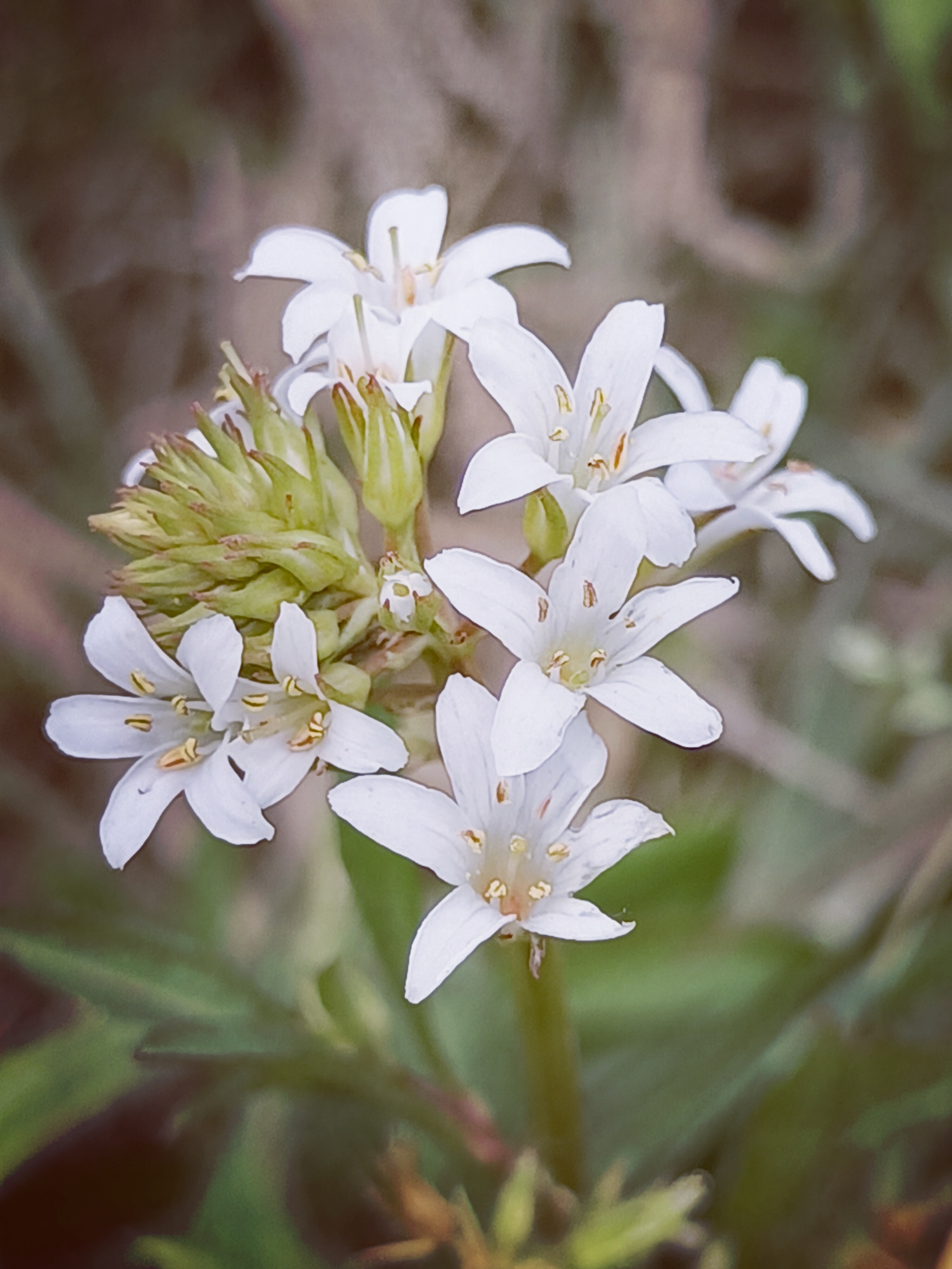 【摄影首发】泽珍珠菜