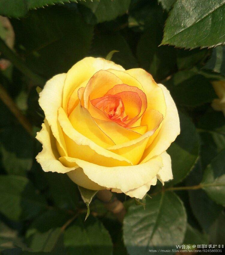 金枝玉叶黄玫瑰