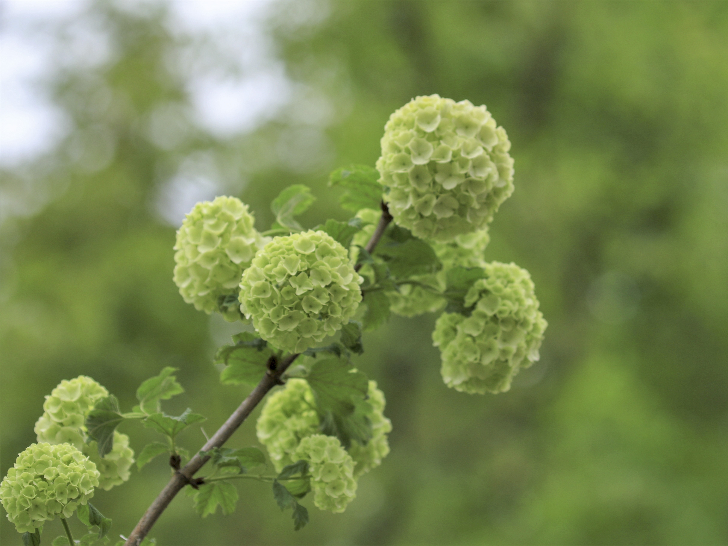 粉团荚蒾vv首发