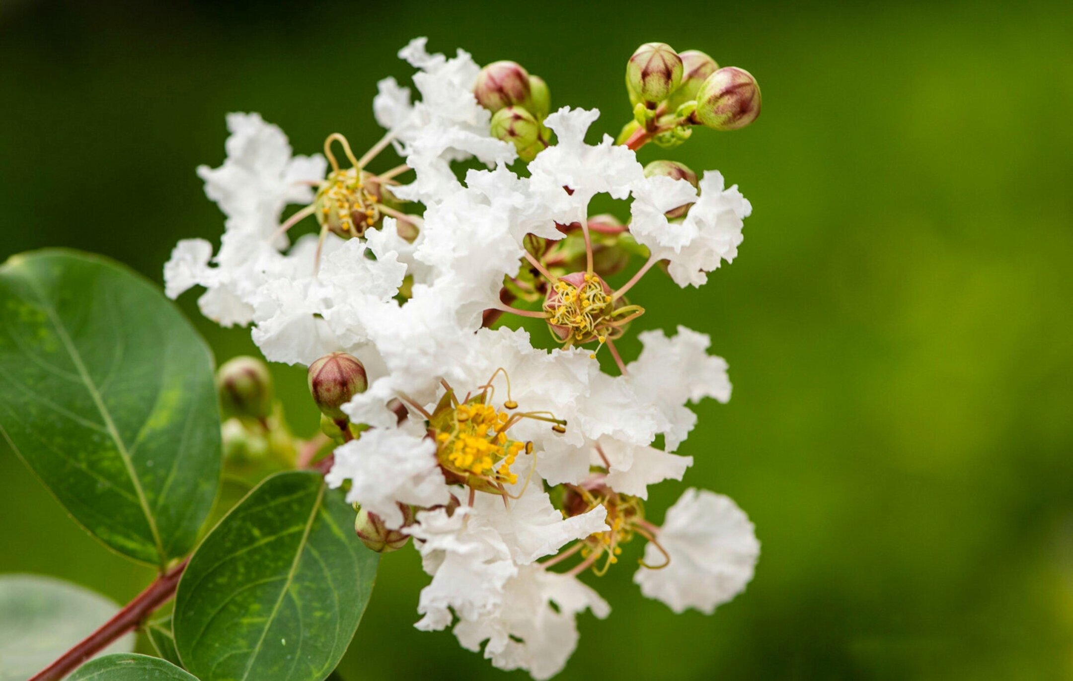 似雪是花白紫薇原创首发