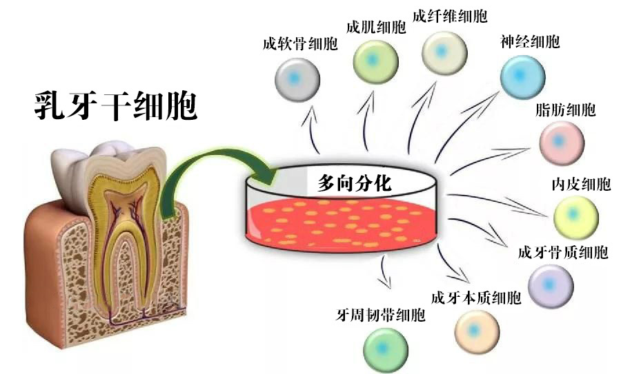 科学家提取干细胞培育出人类再生牙齿