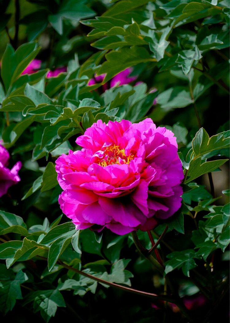 牡丹盛开的洛阳