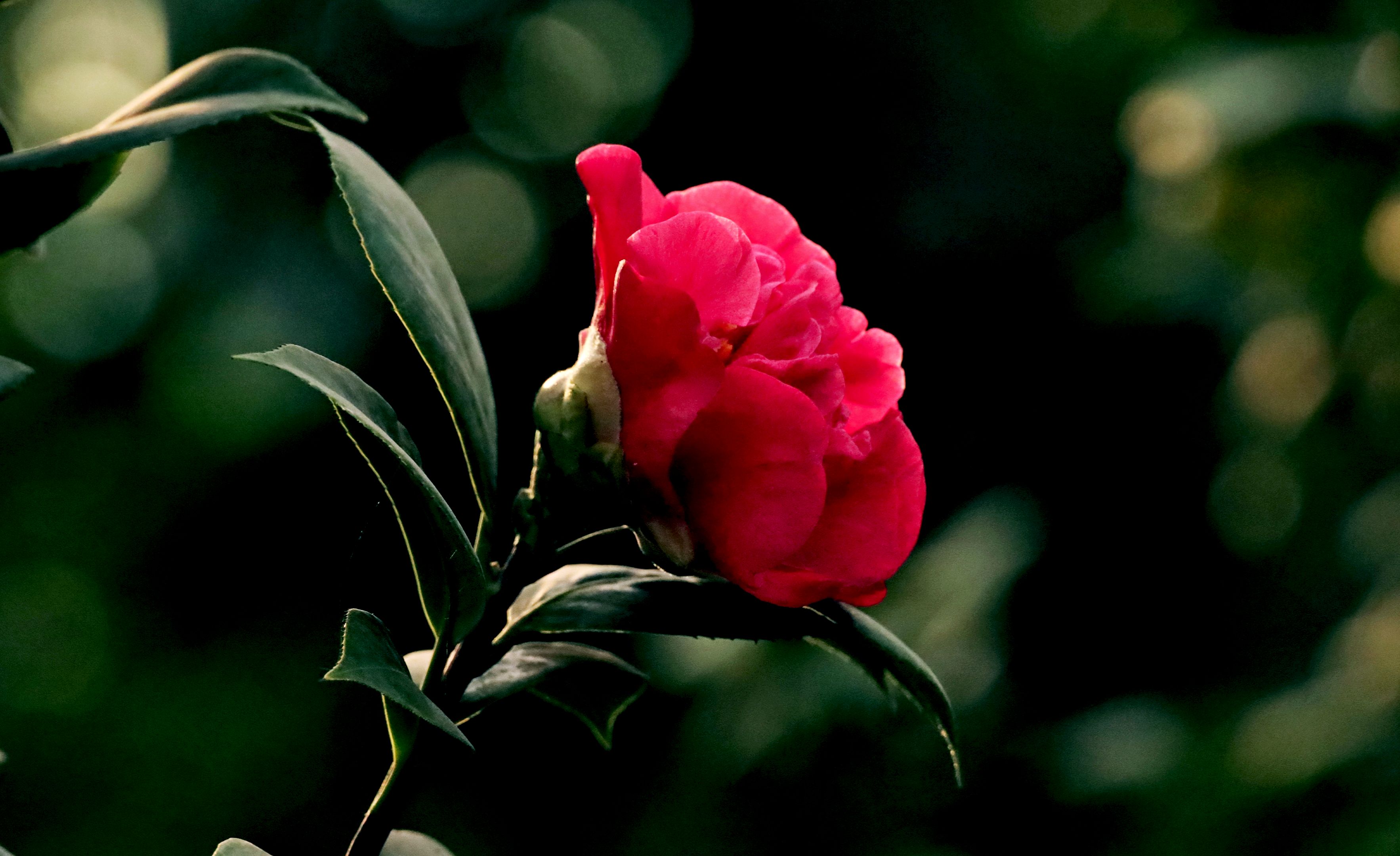 红露珍茶花首发