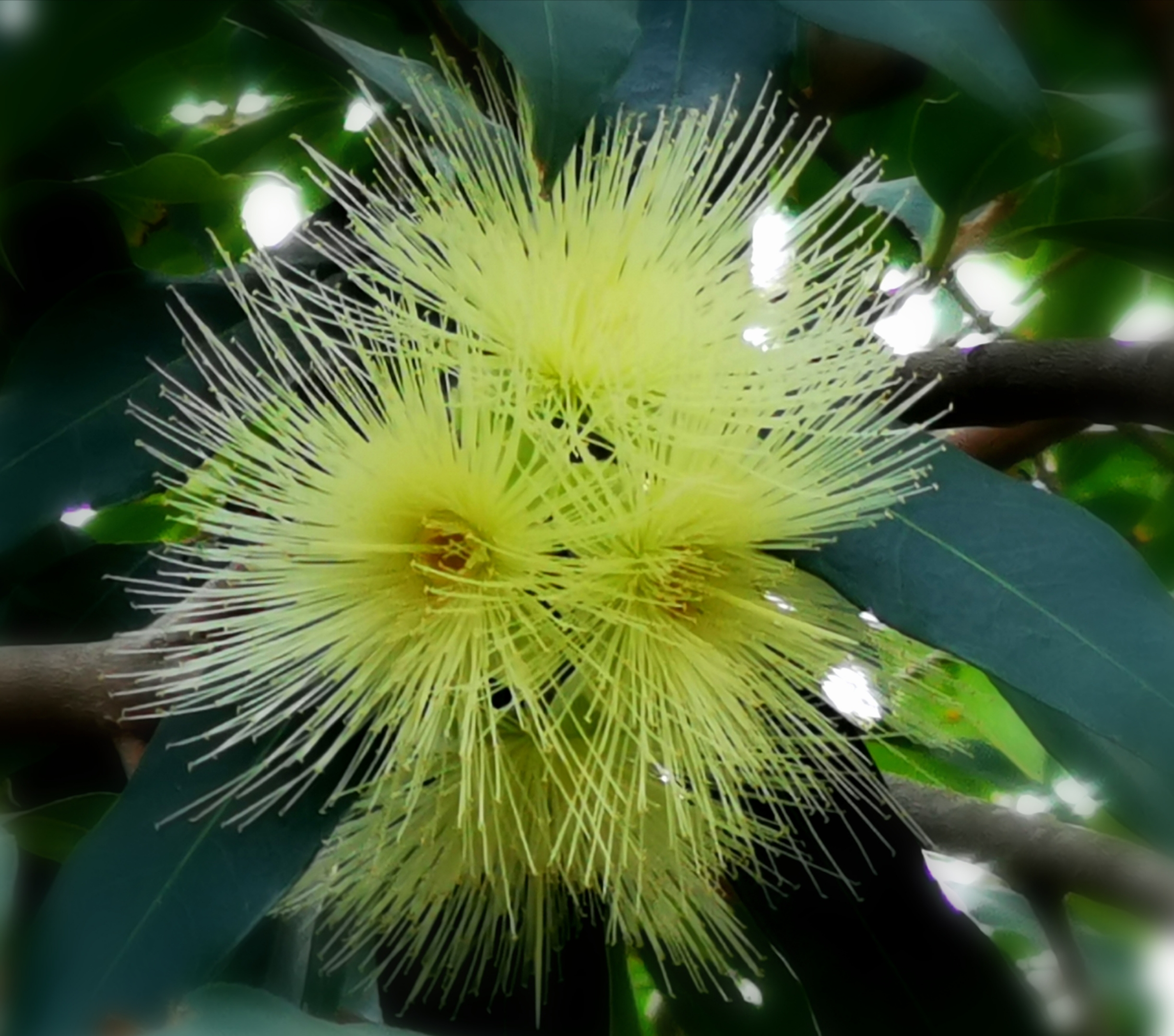 玛玎【美摄视界】:【首发】水蒲桃 - vv