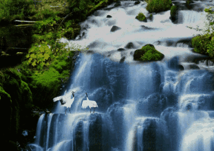 311_220gif ̬ͼ ͼ