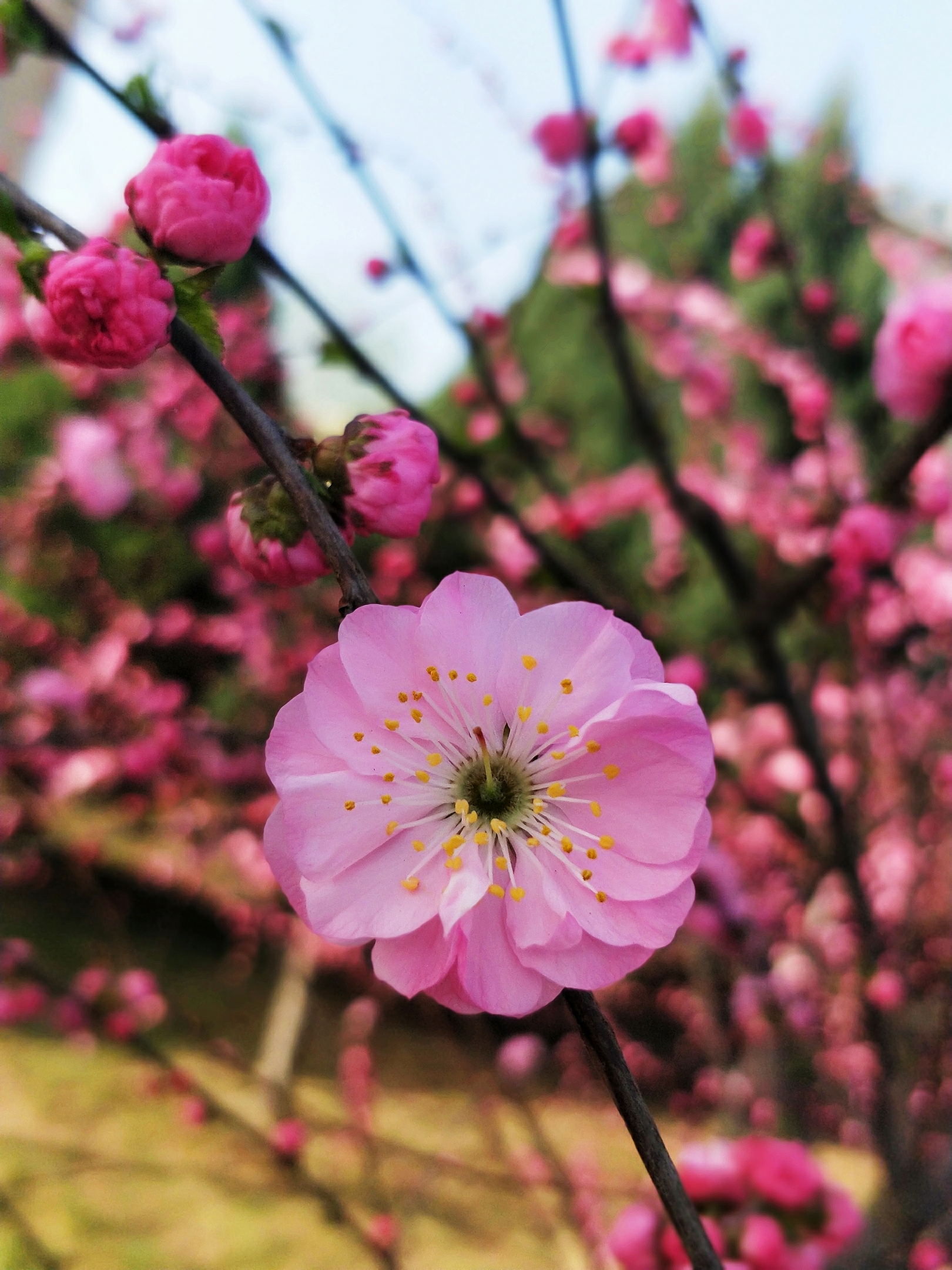 花团锦簇小桃红