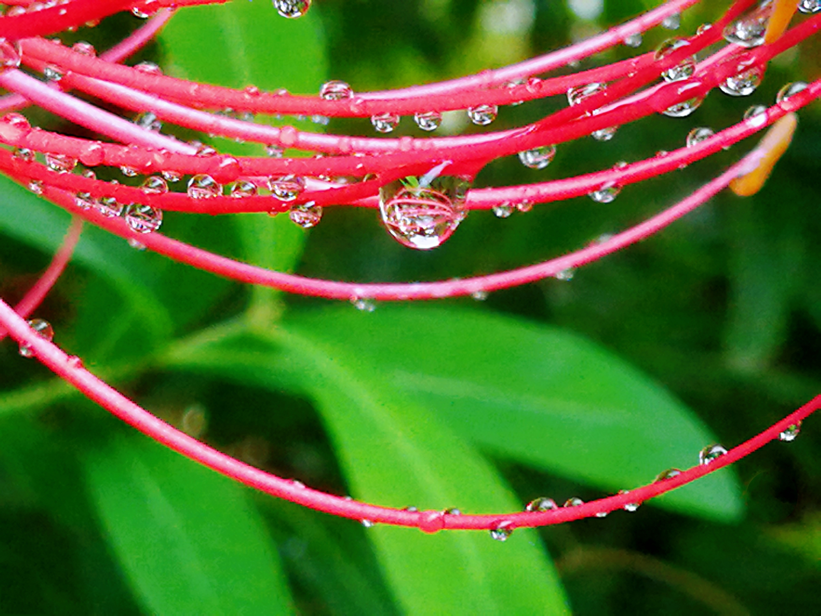 晶莹剔透的雨珠首发