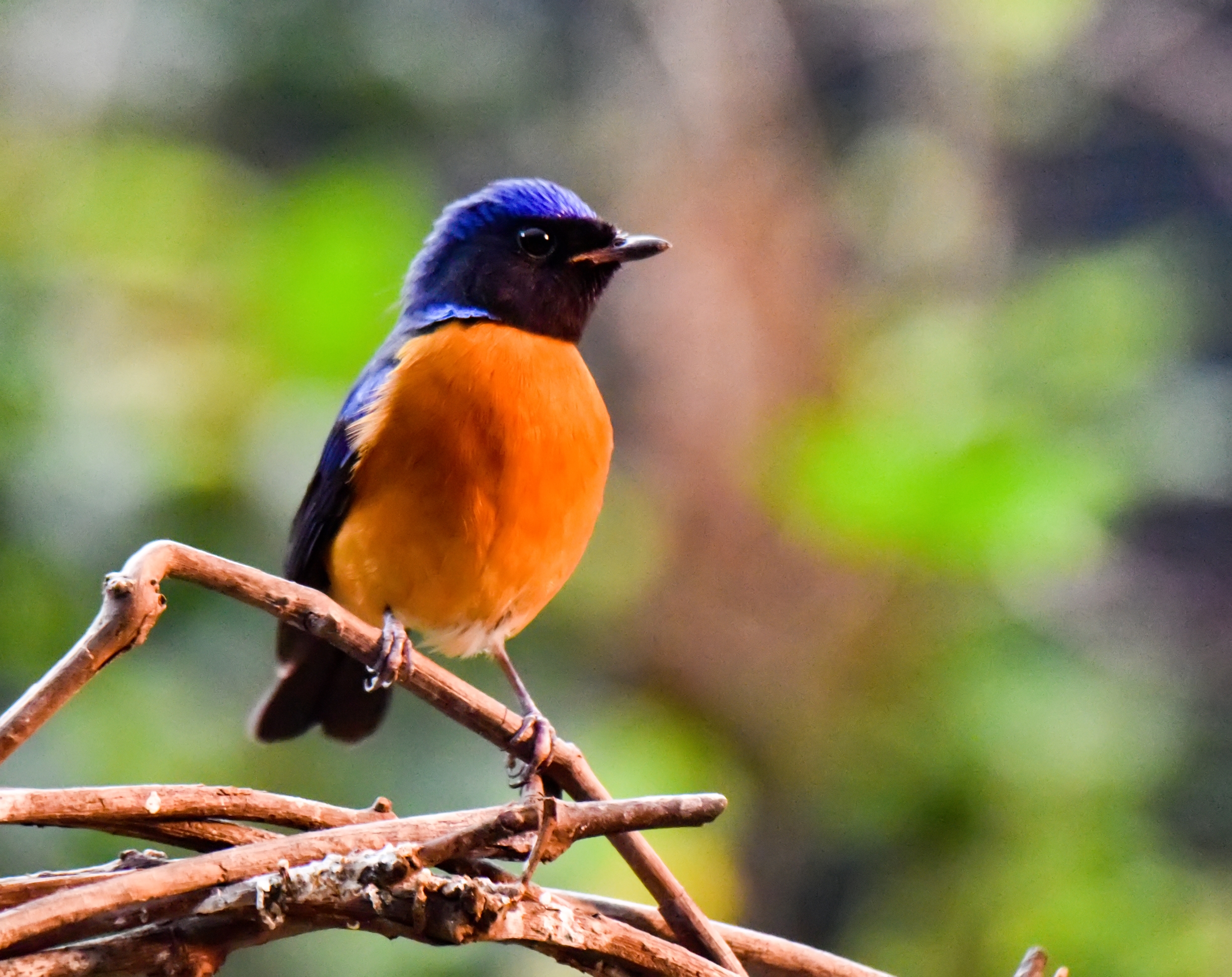 鸟语花香-棕腹大仙鹟 【首发】