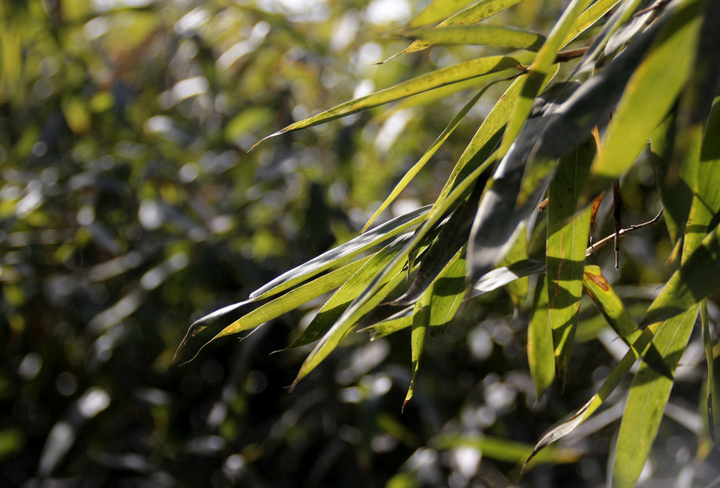 【首发】光影下的竹