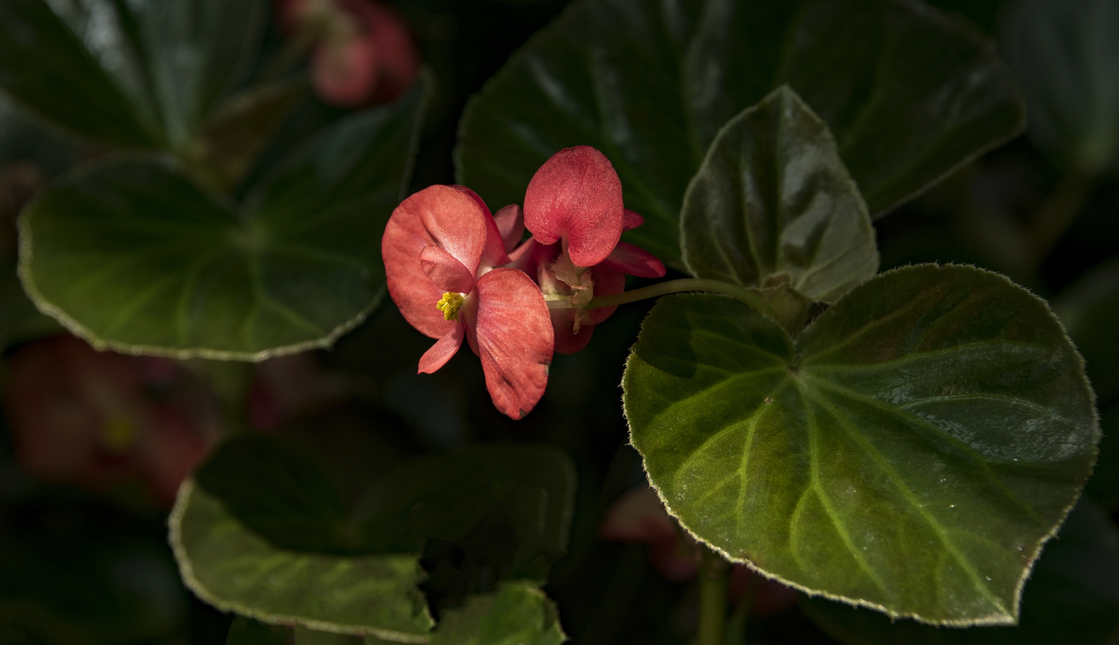 小花秋海棠【首发】