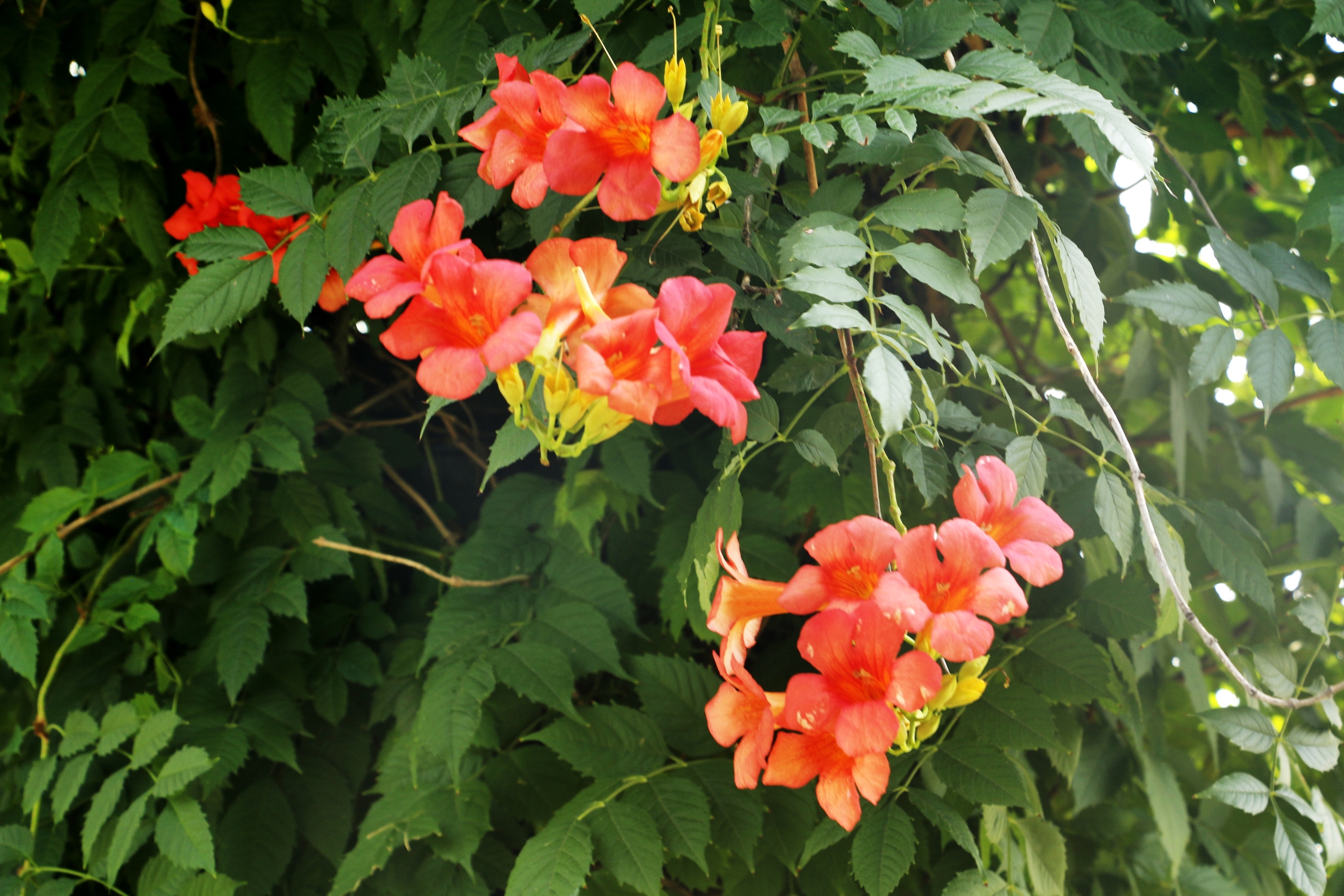 凌霄长廊叶碧花红