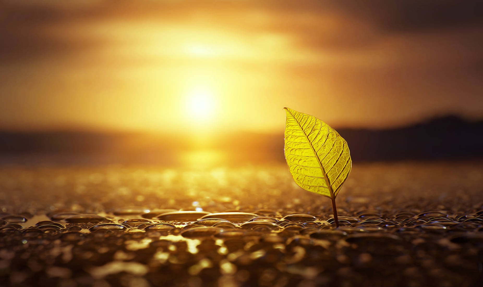 文/珎兮 太阳晕黄着光影 直撒在树木,道路上 潭水闪着亮光 楼宇灰蒙