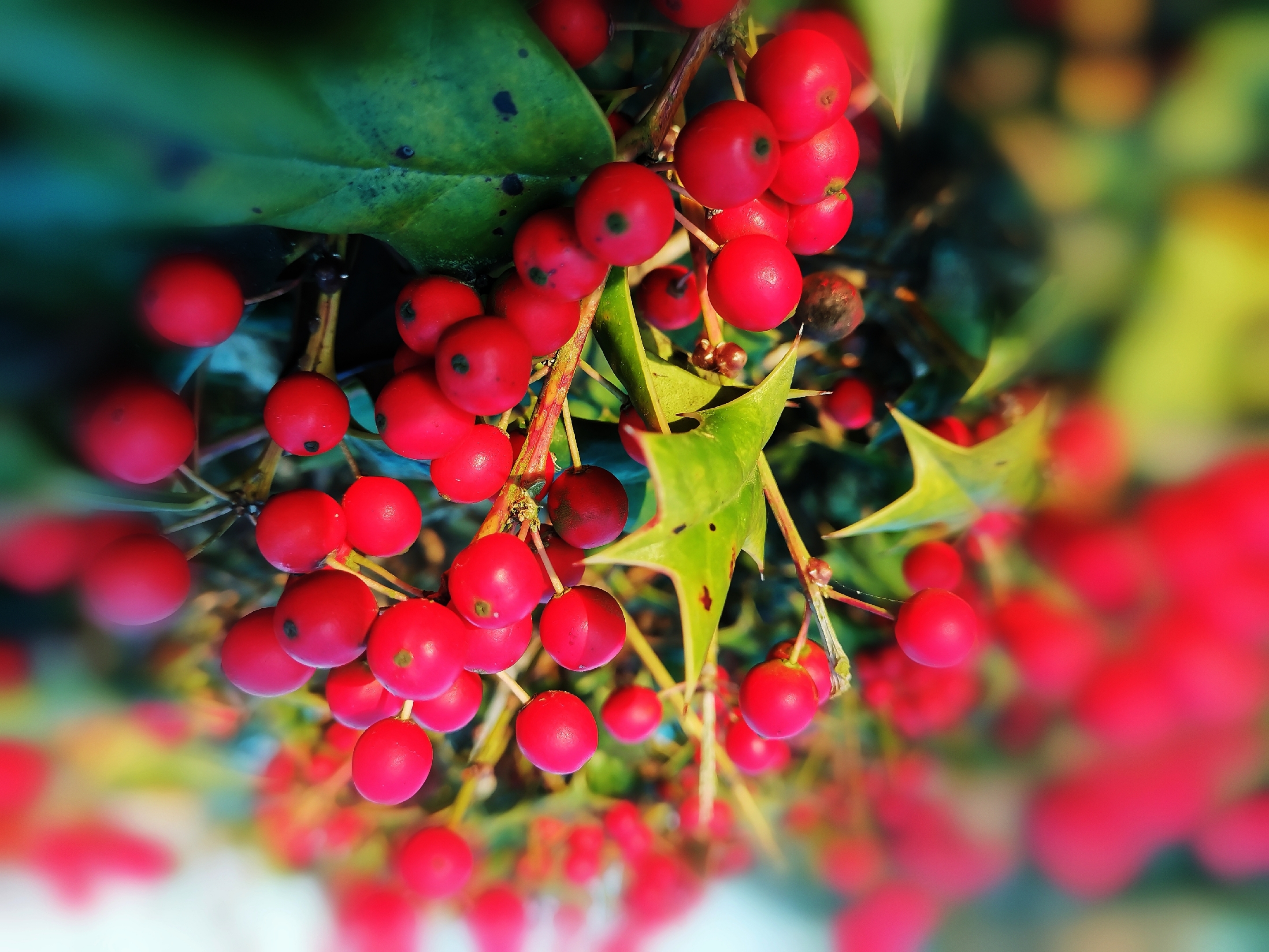 阳光下的红果冬青树首发