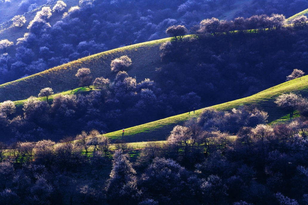 2021春-追花人～伊犁杏花沟旅摄杏花掠影(3)