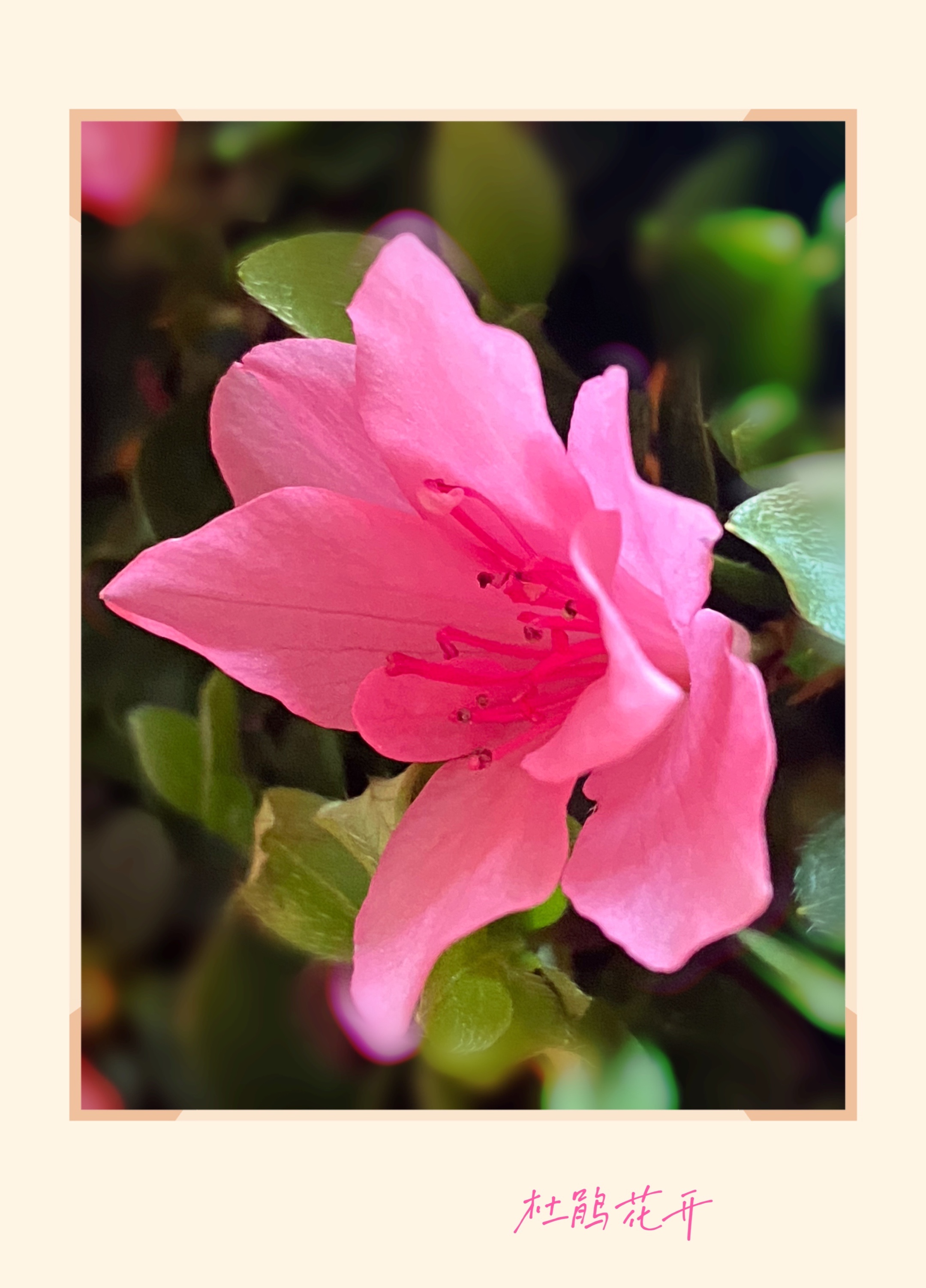 摄影制作:知白守黑 文字:参考网络资料编辑   音乐:《杜鹃花开》